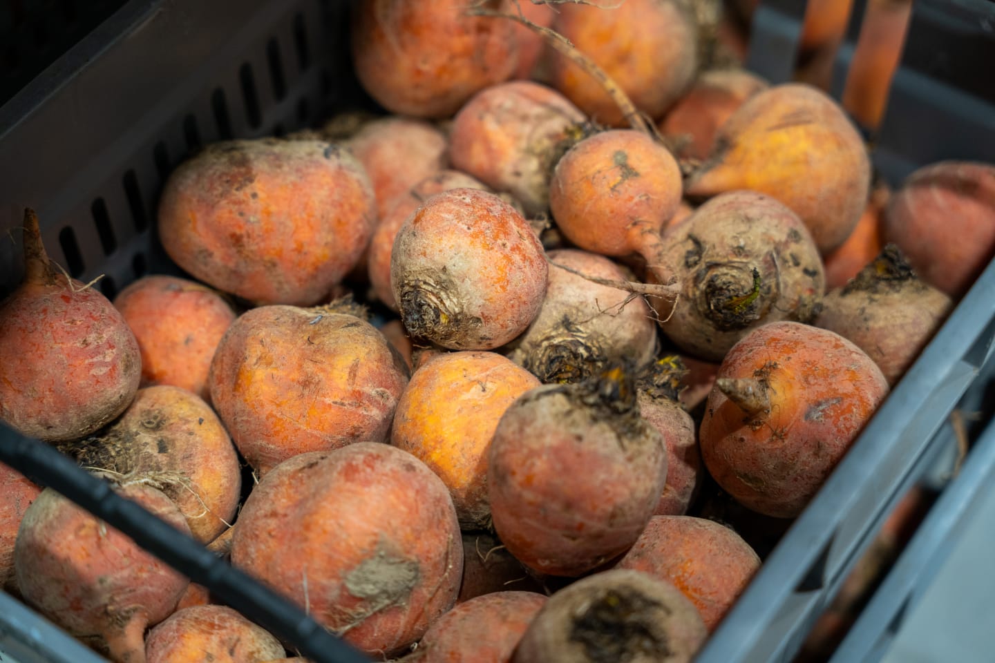 Rotfrukter i säsong - fokus på betor