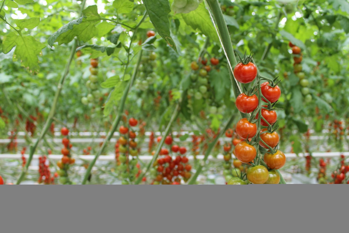 Årets tomatsorter från Karintorps