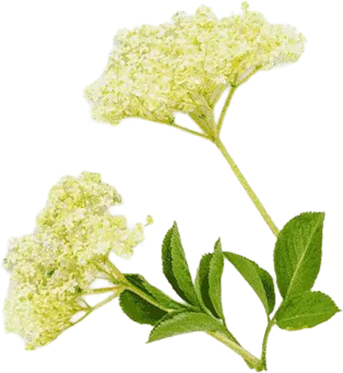 Fläderblommor 500g DF