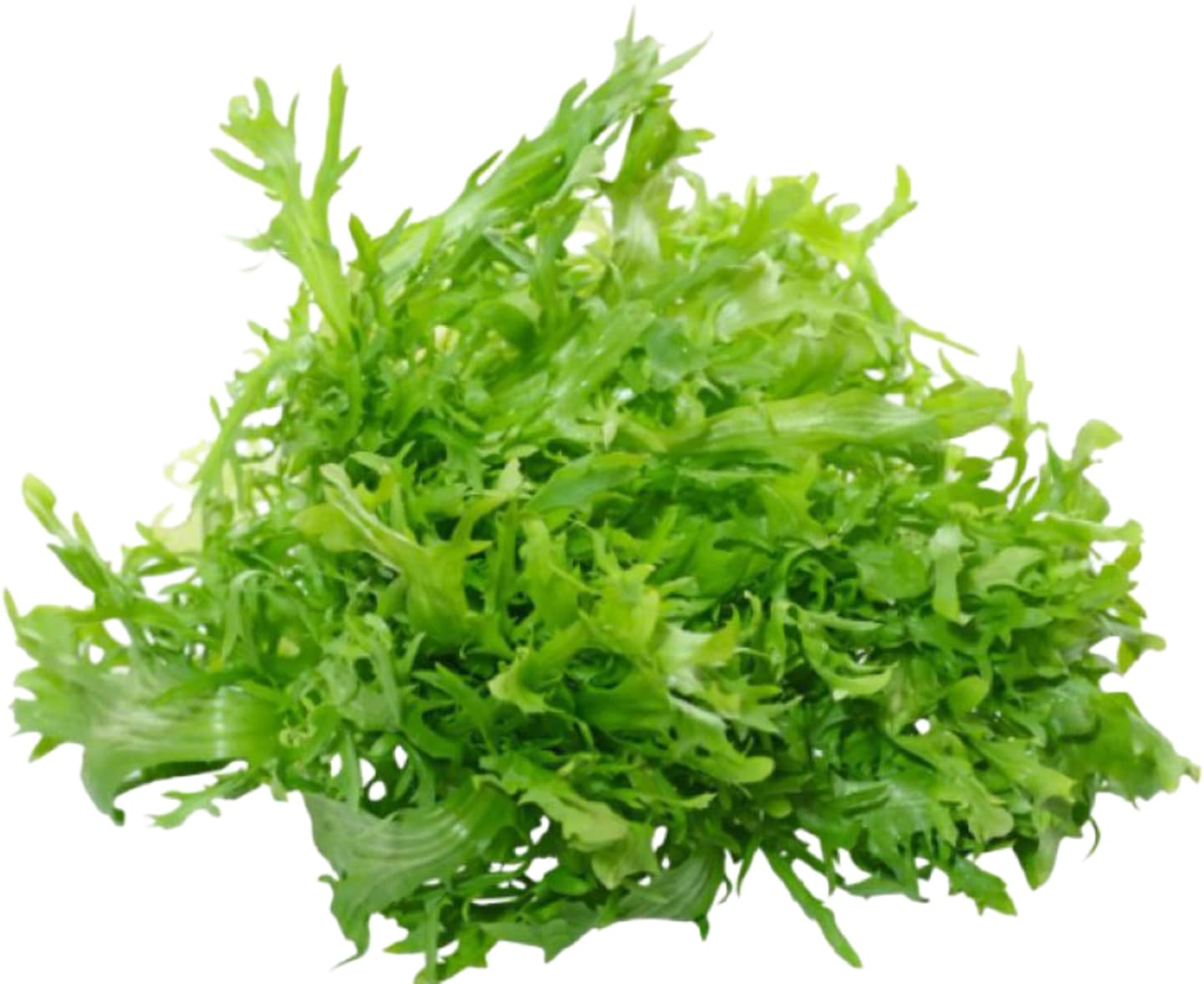 Frissésallad vit fine 8-10st
