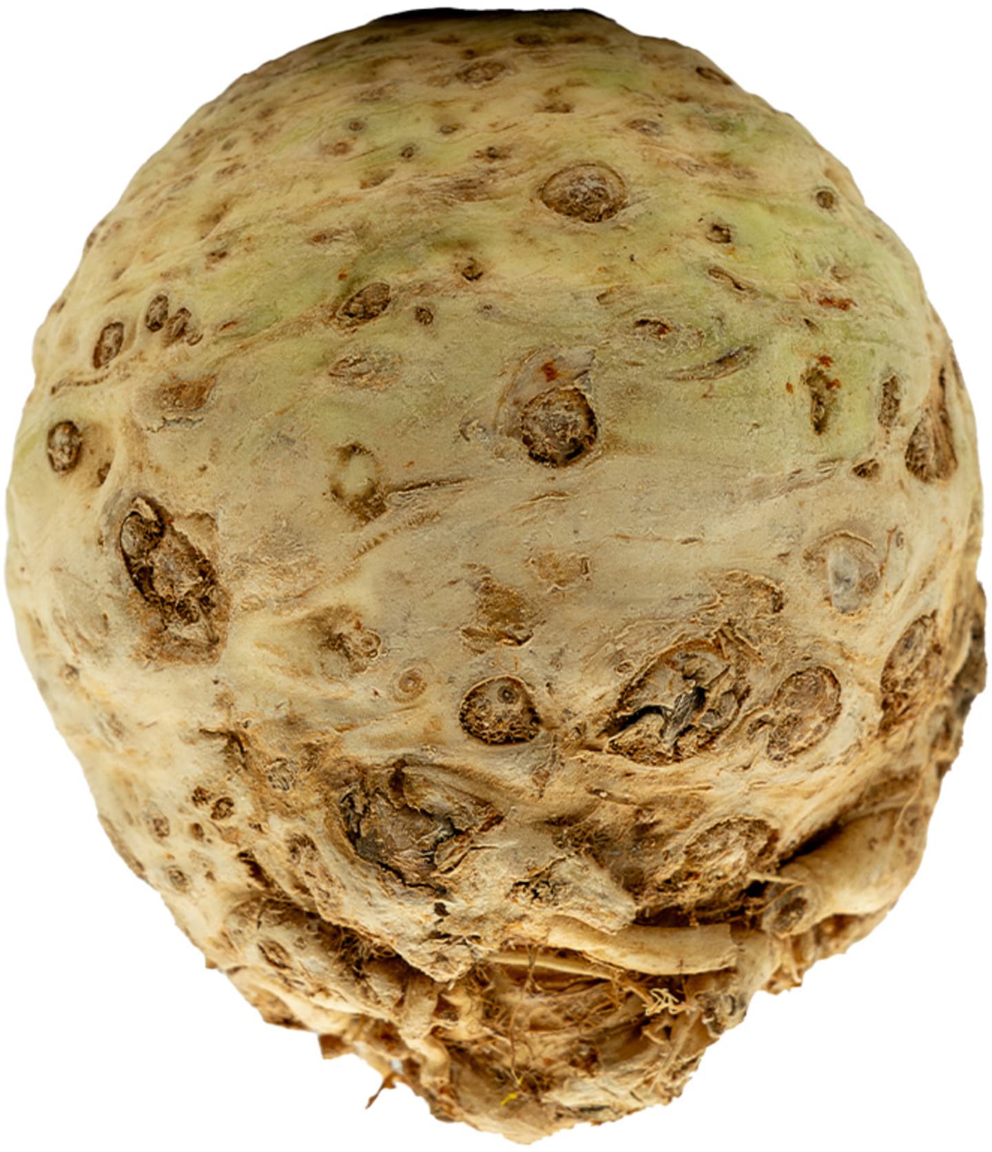 Rotselleri lunch 10kg