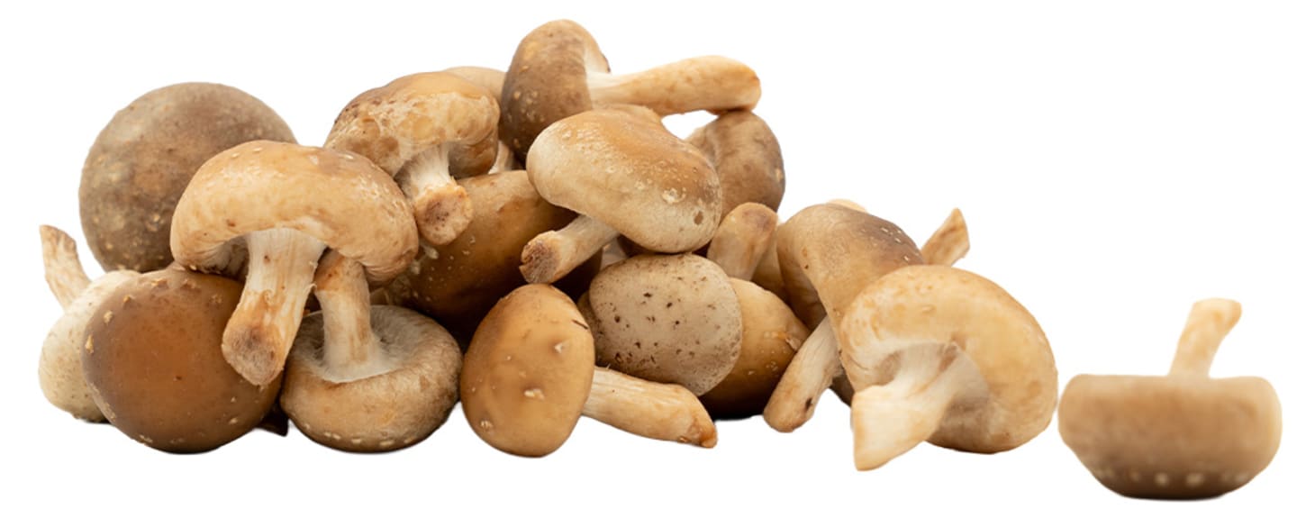 Svamp Shiitake mini EKO 1,5-2kg
