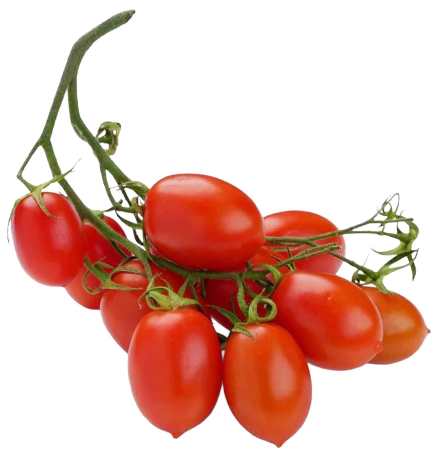 Tomat Piccadilly 5-7kg