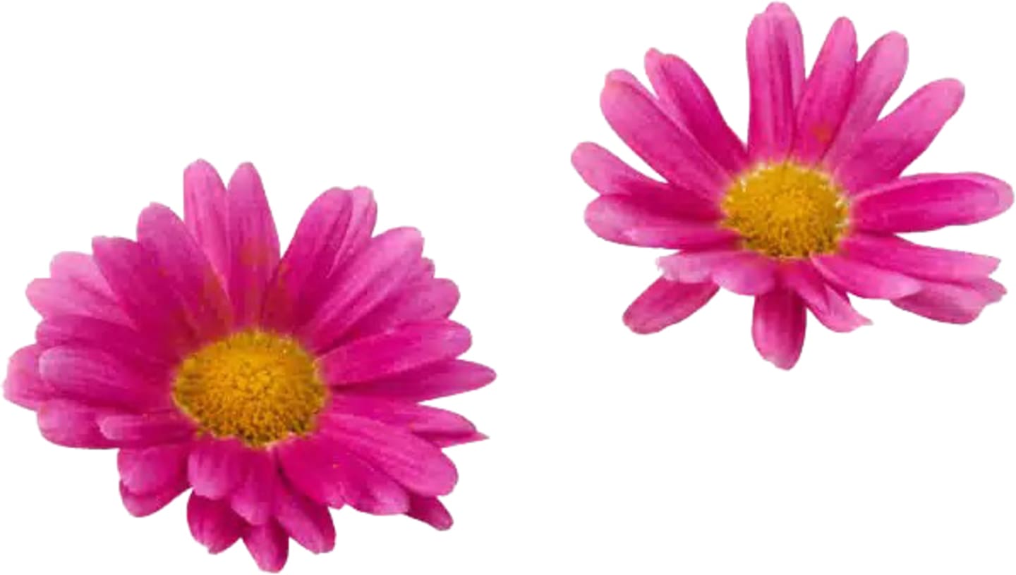 Marketta ätlig blomma Mimis 20g