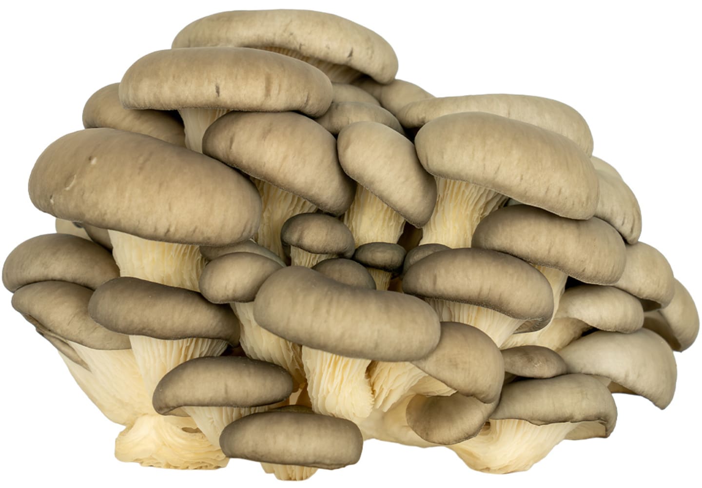 Ostronskivling 2kg SE