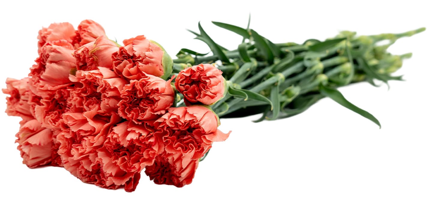 Nejlikor orange 20st