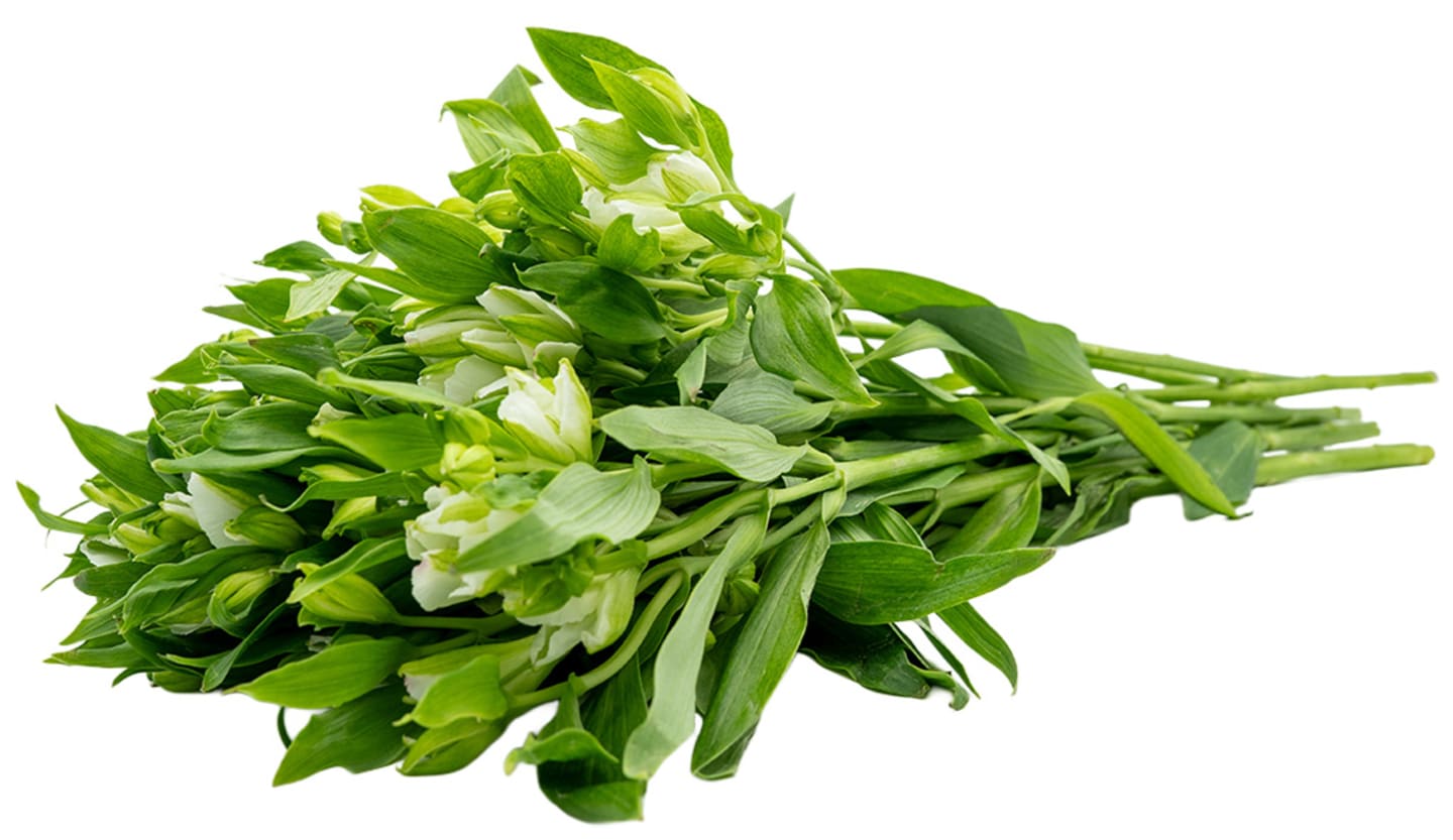 Alstromeria Vit 10st