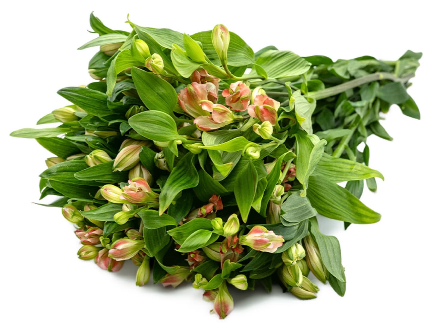 Alstromeria Rosa 10st