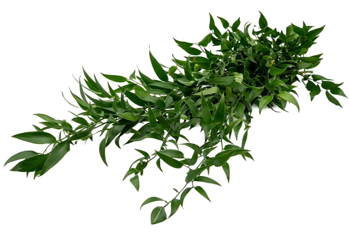 Ruscus 5st