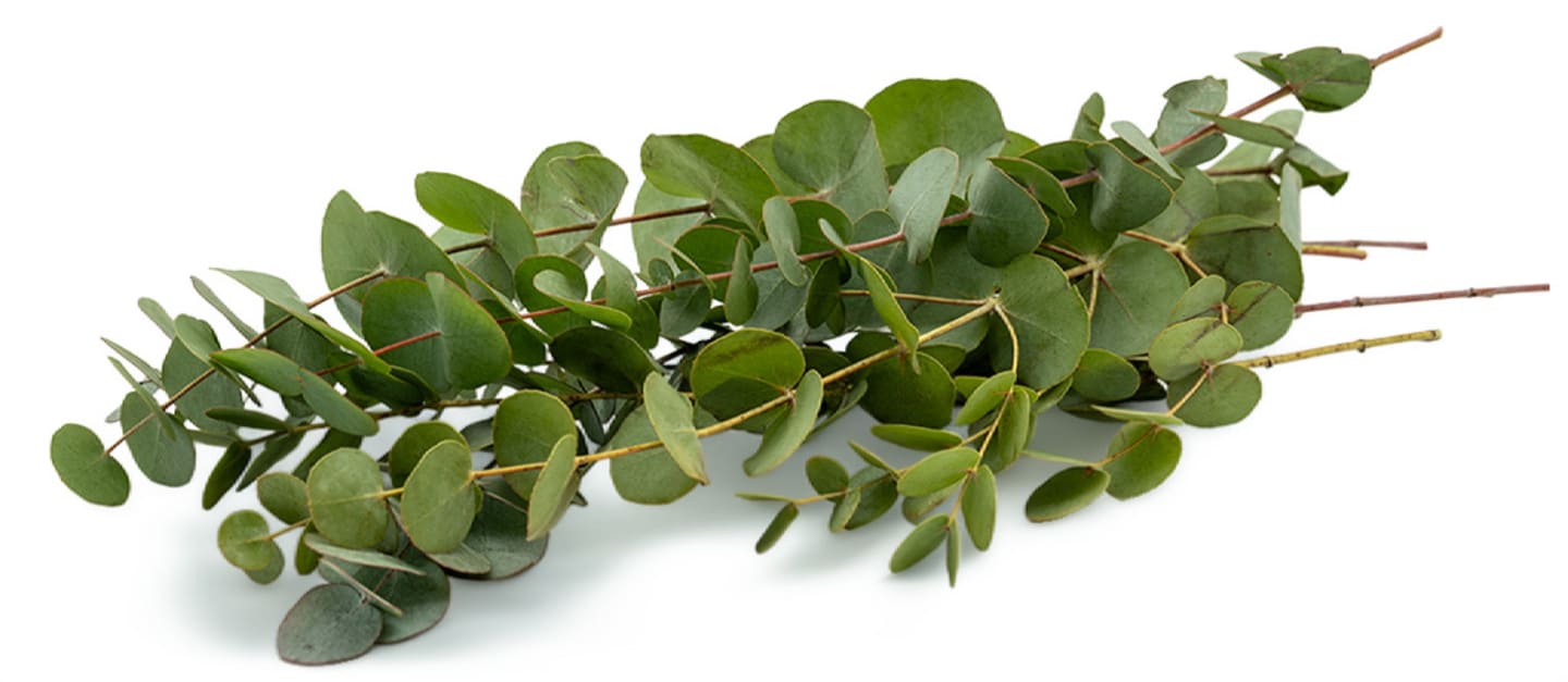 Eukalyptus 5st