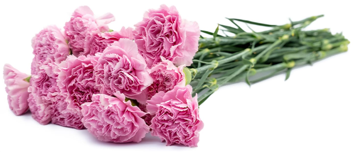 Nejlikor rosa 20st