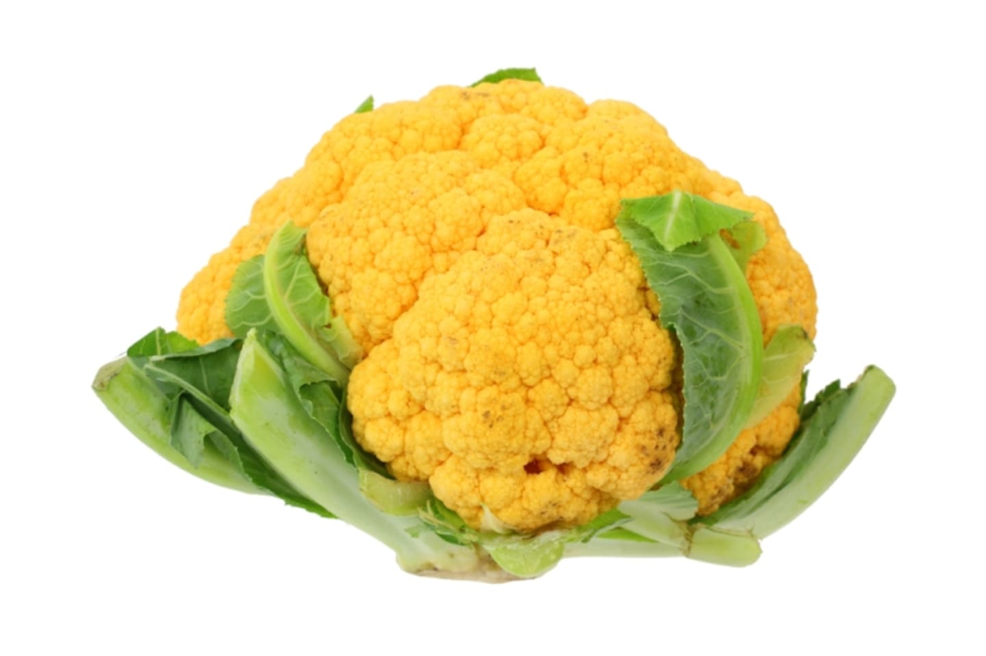 Blomkål orange/gul