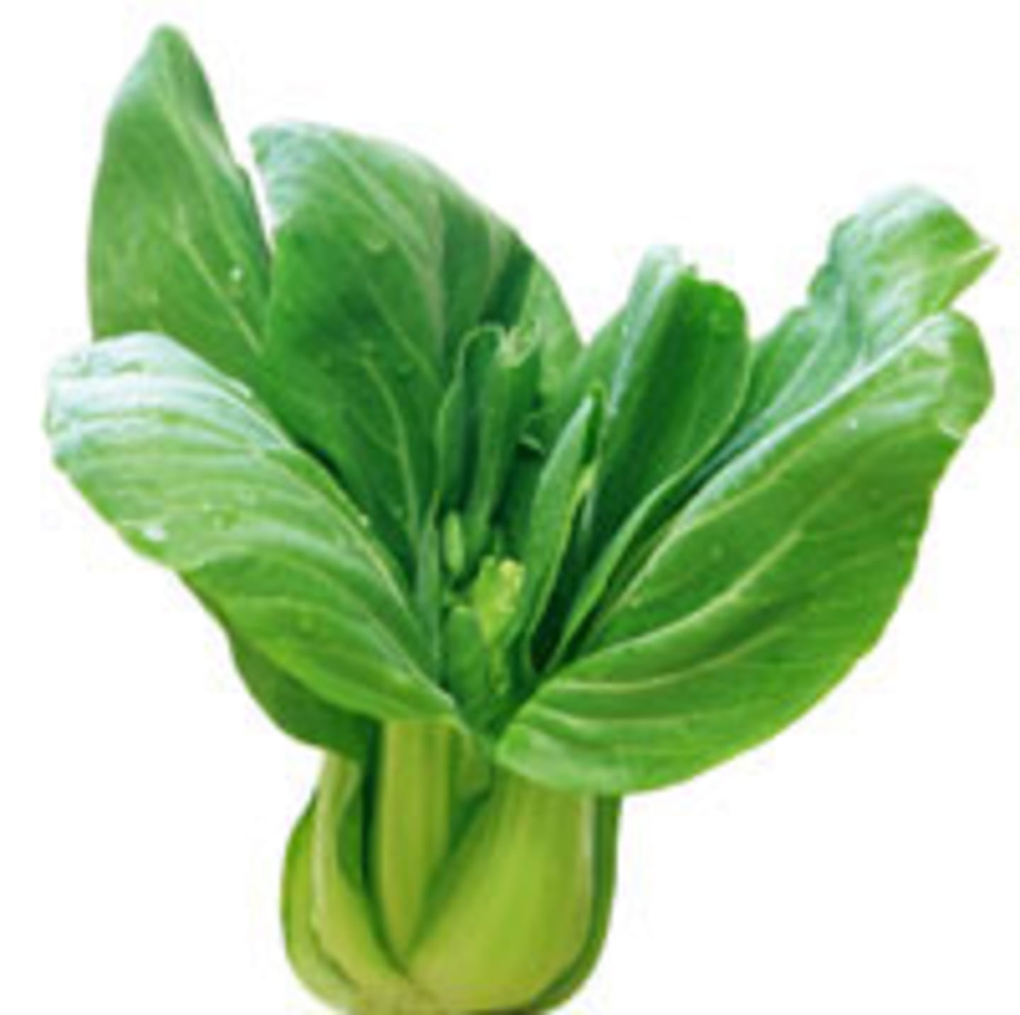 Pak Choi Shanghai ca8kg