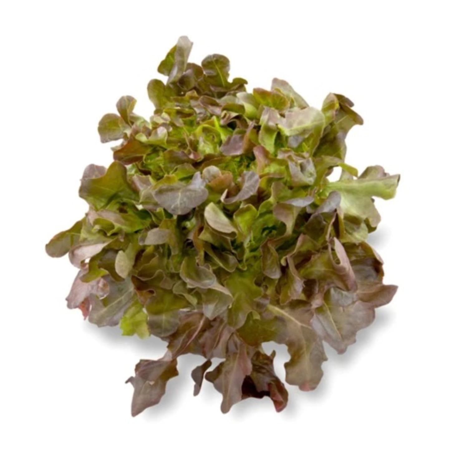 Ekbladsallad 10-12st