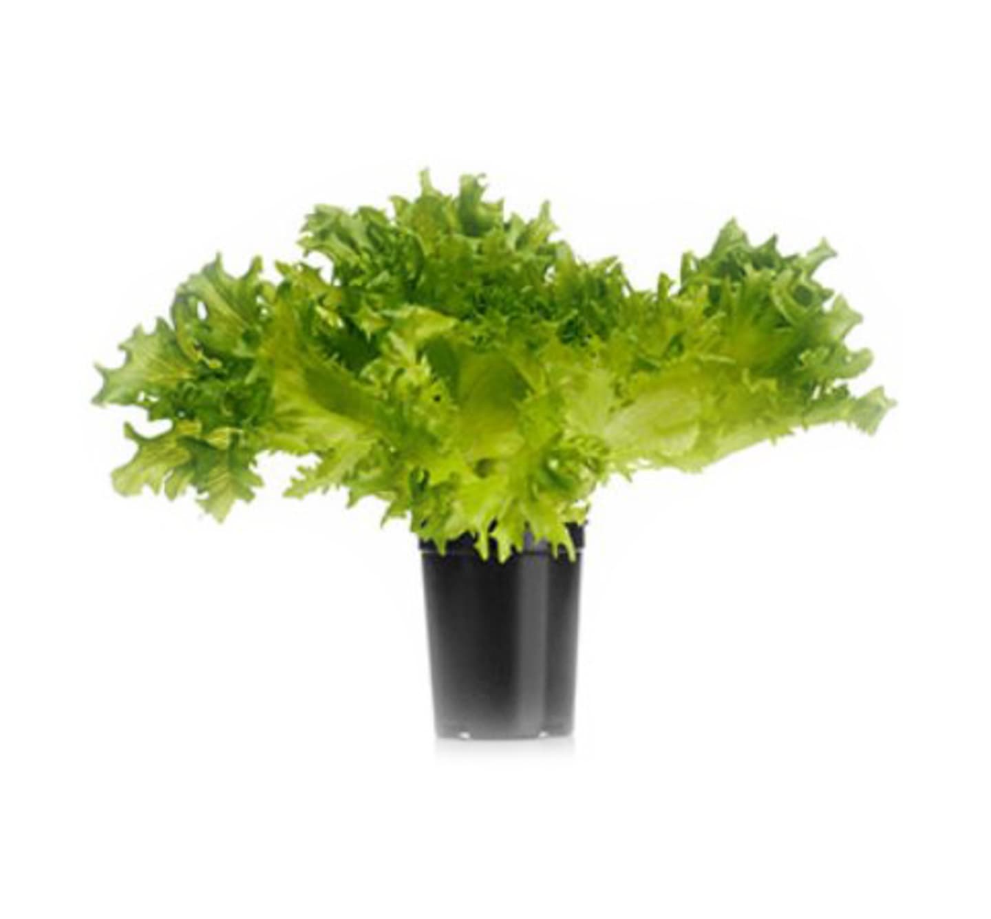 Frillicesallad krisp kruk 8st