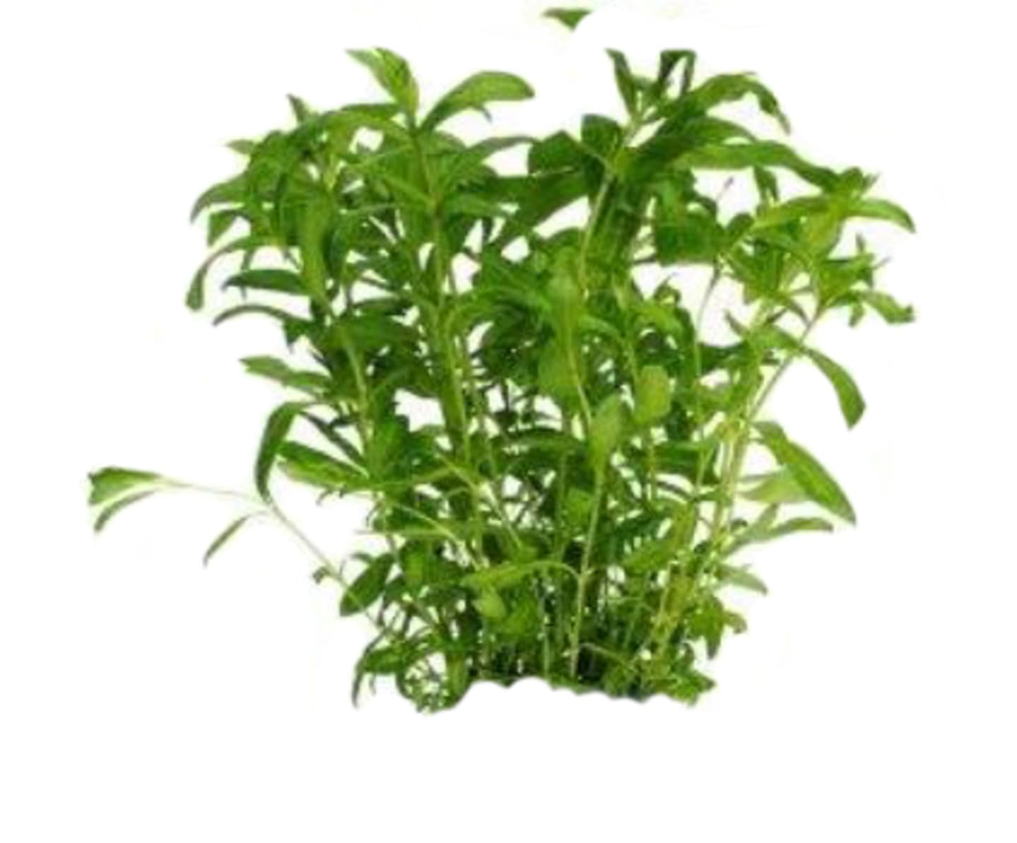 Dragon mexican 50g