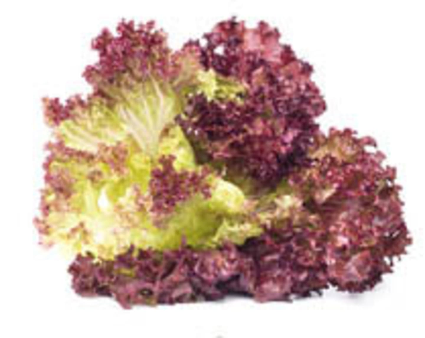 Lollo Rosso sallad 12st