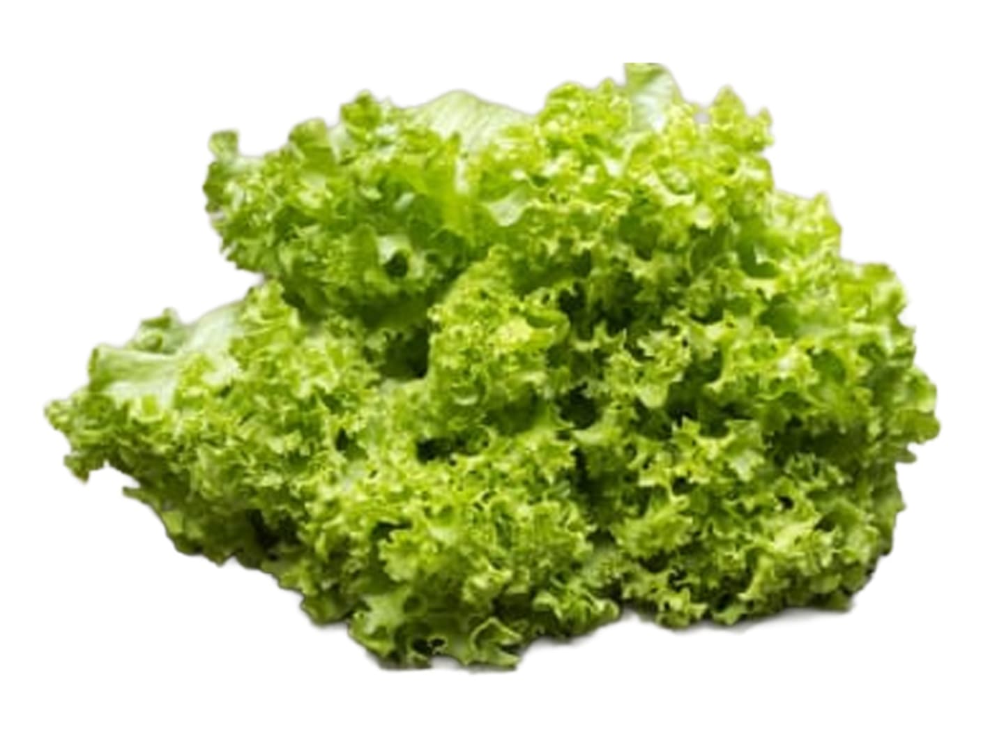 Lollo Bionda sallad 12st