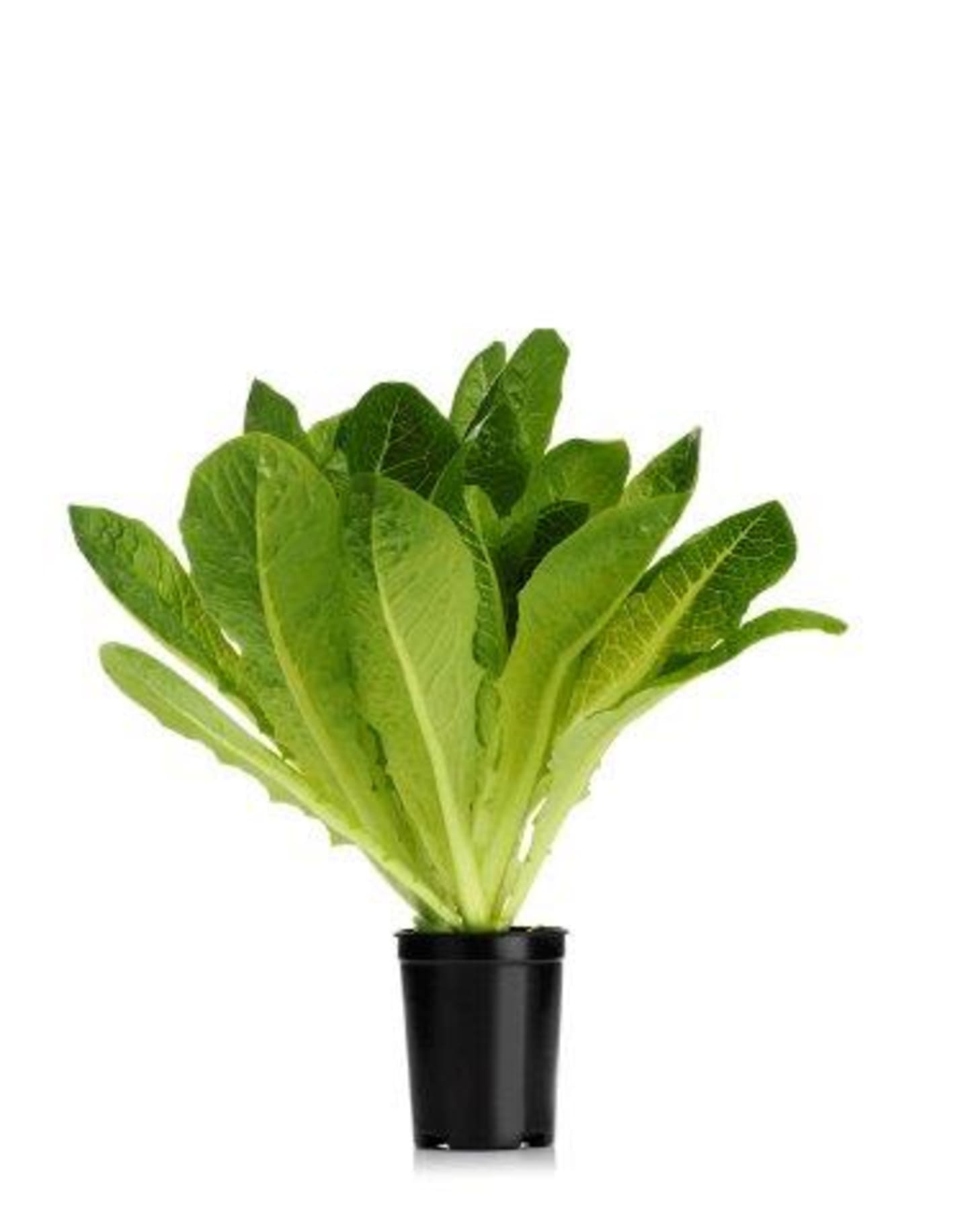 Romansallad kruka 12st