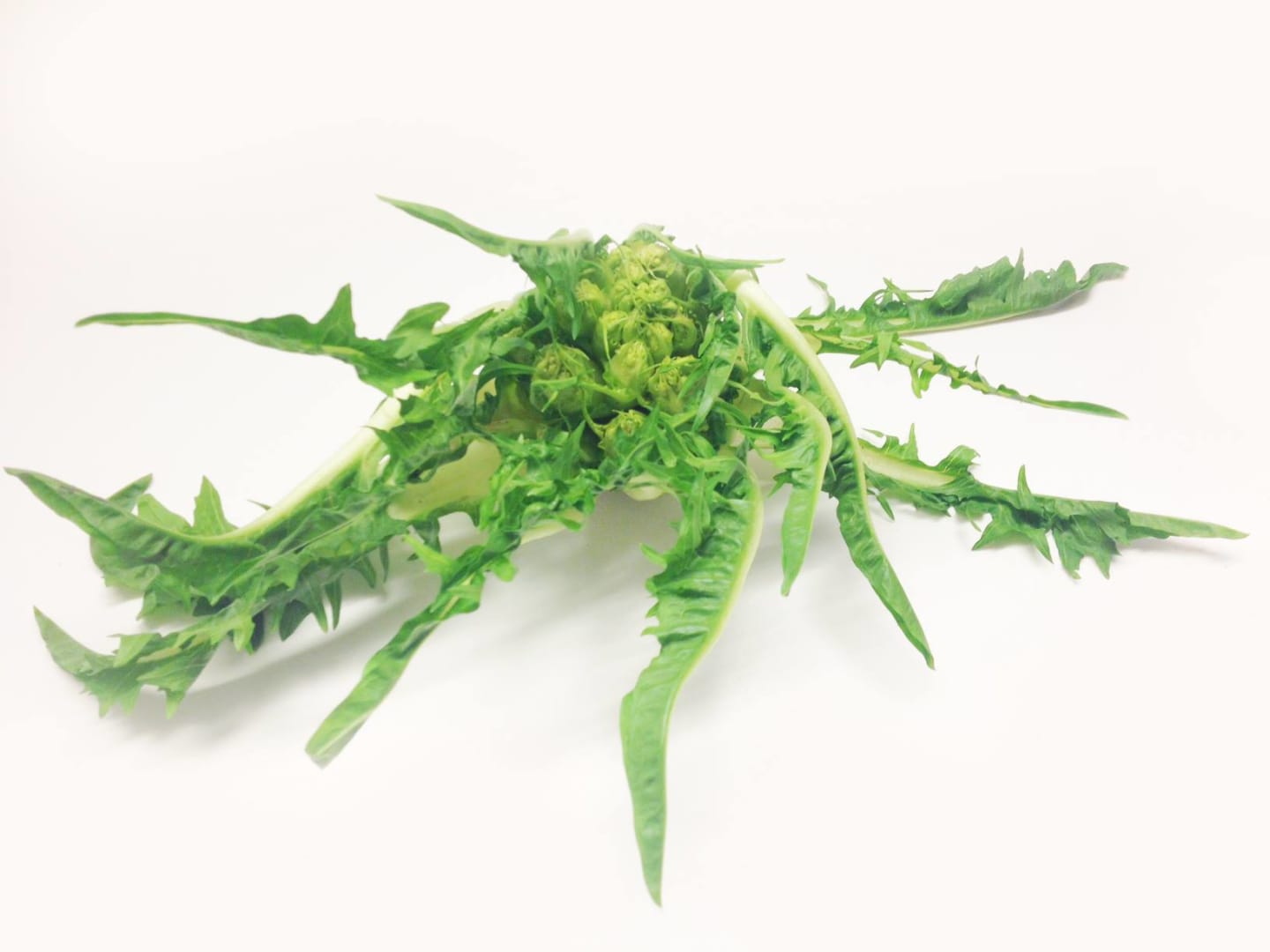 Puntarellasallad 7kg - Bild 1 av 1