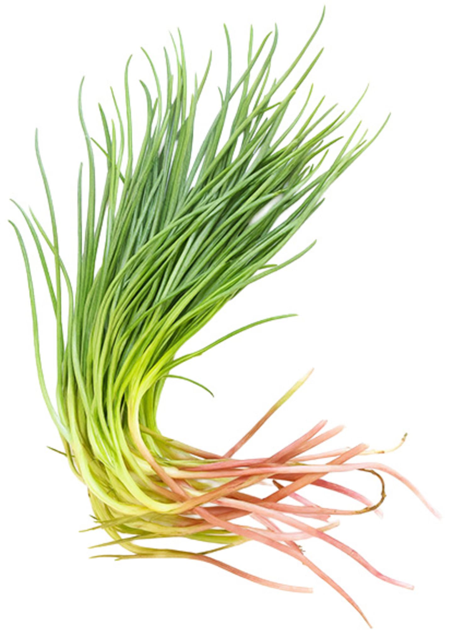 Agretti ca3kg
