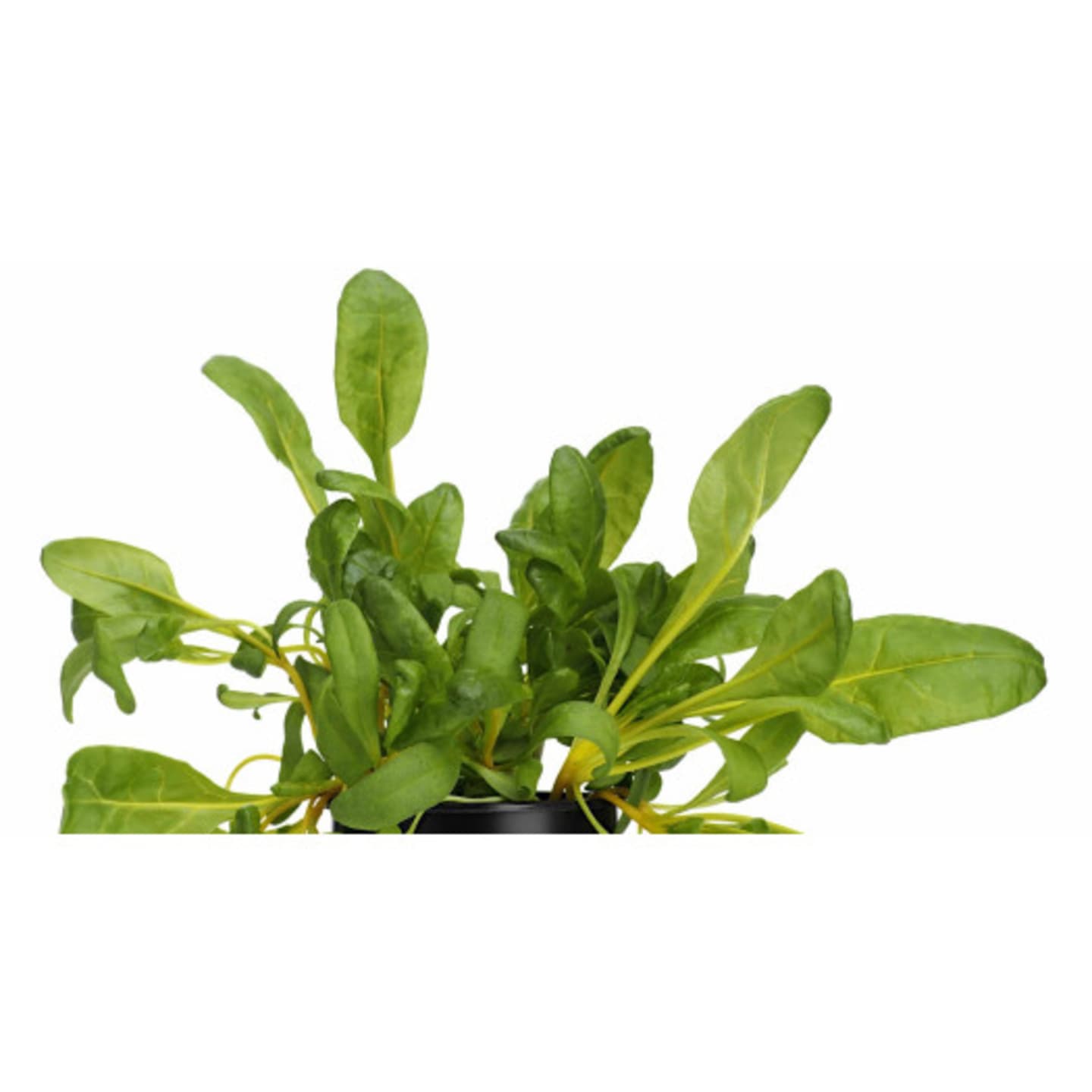 Mangoldskott gula 50g - Bild 1 av 1