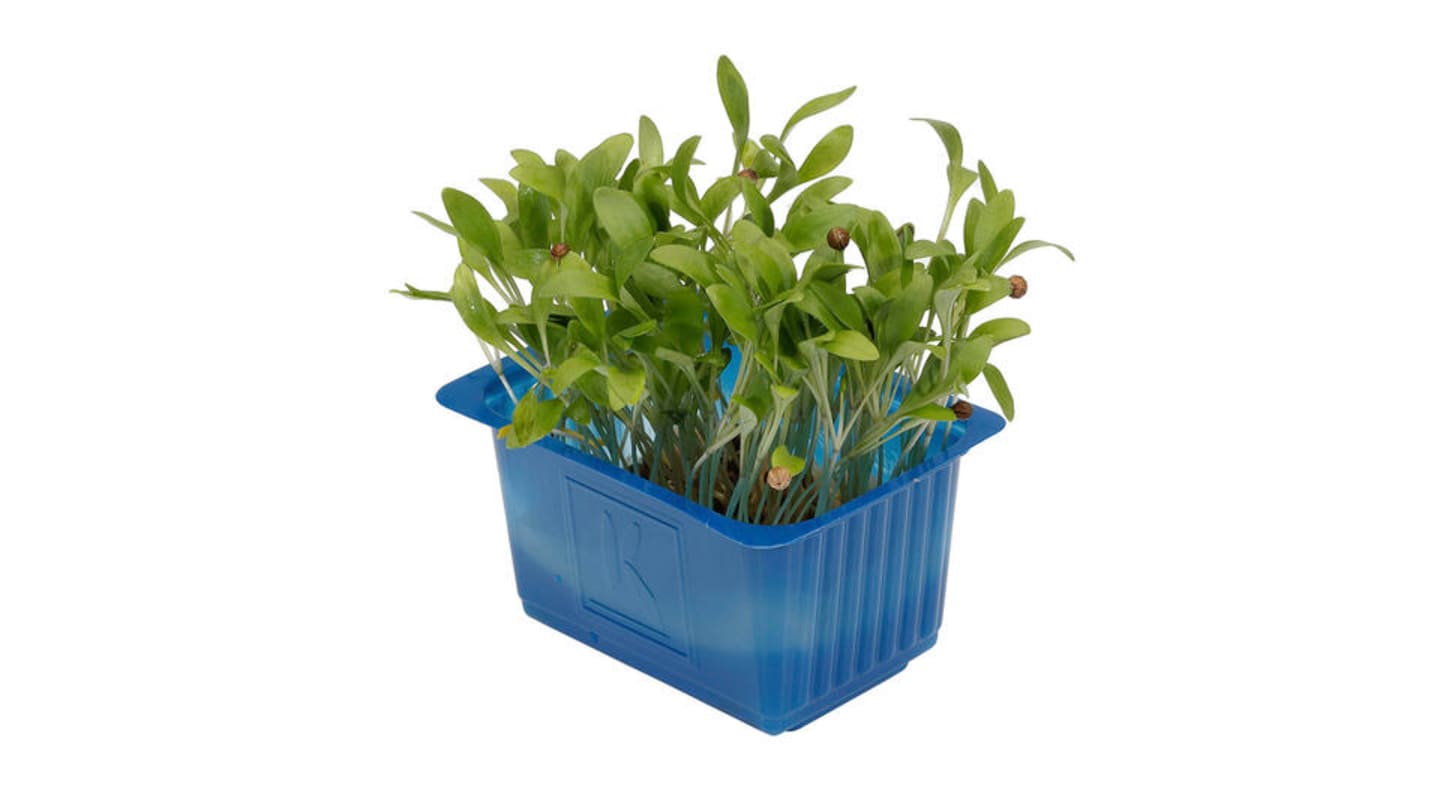 Korianderkrasse Ghoa 50g