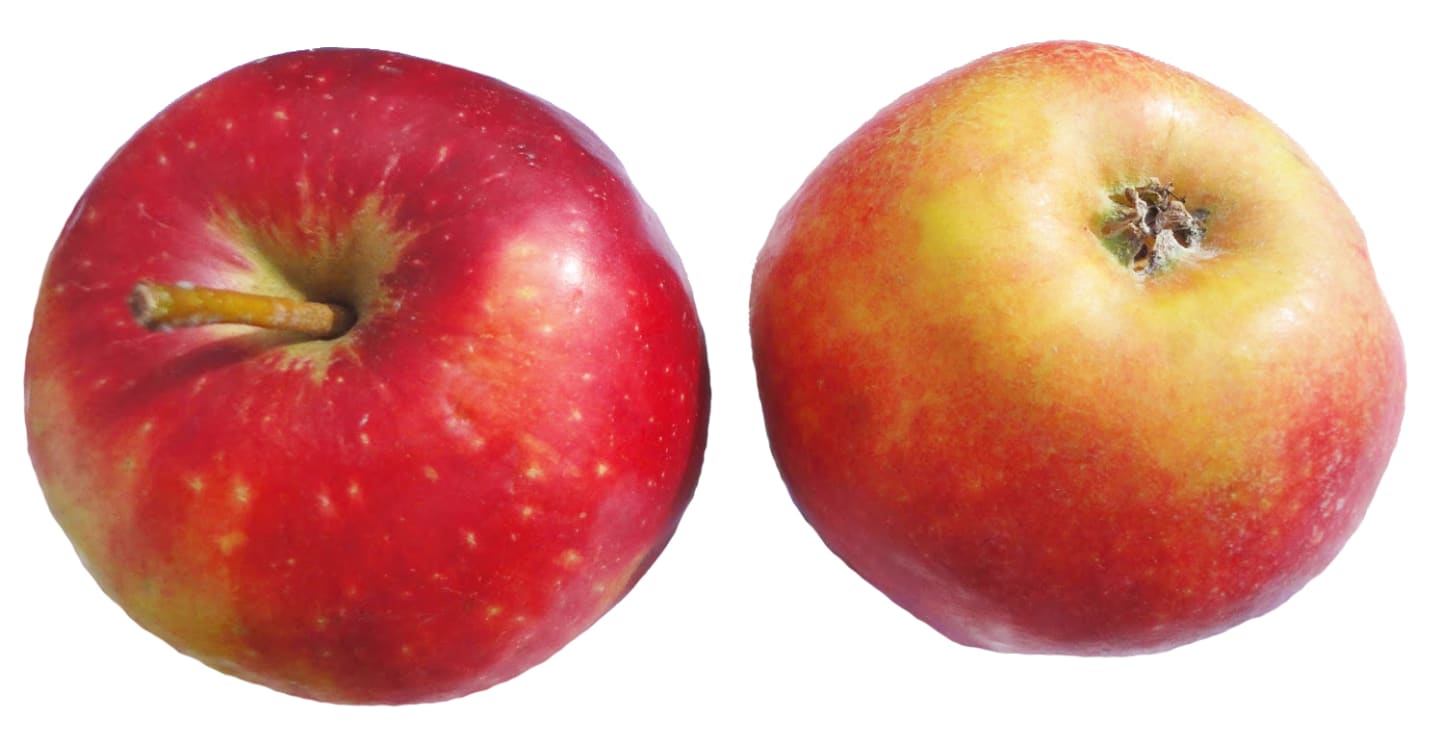 Äpple Elise ca11kg SE