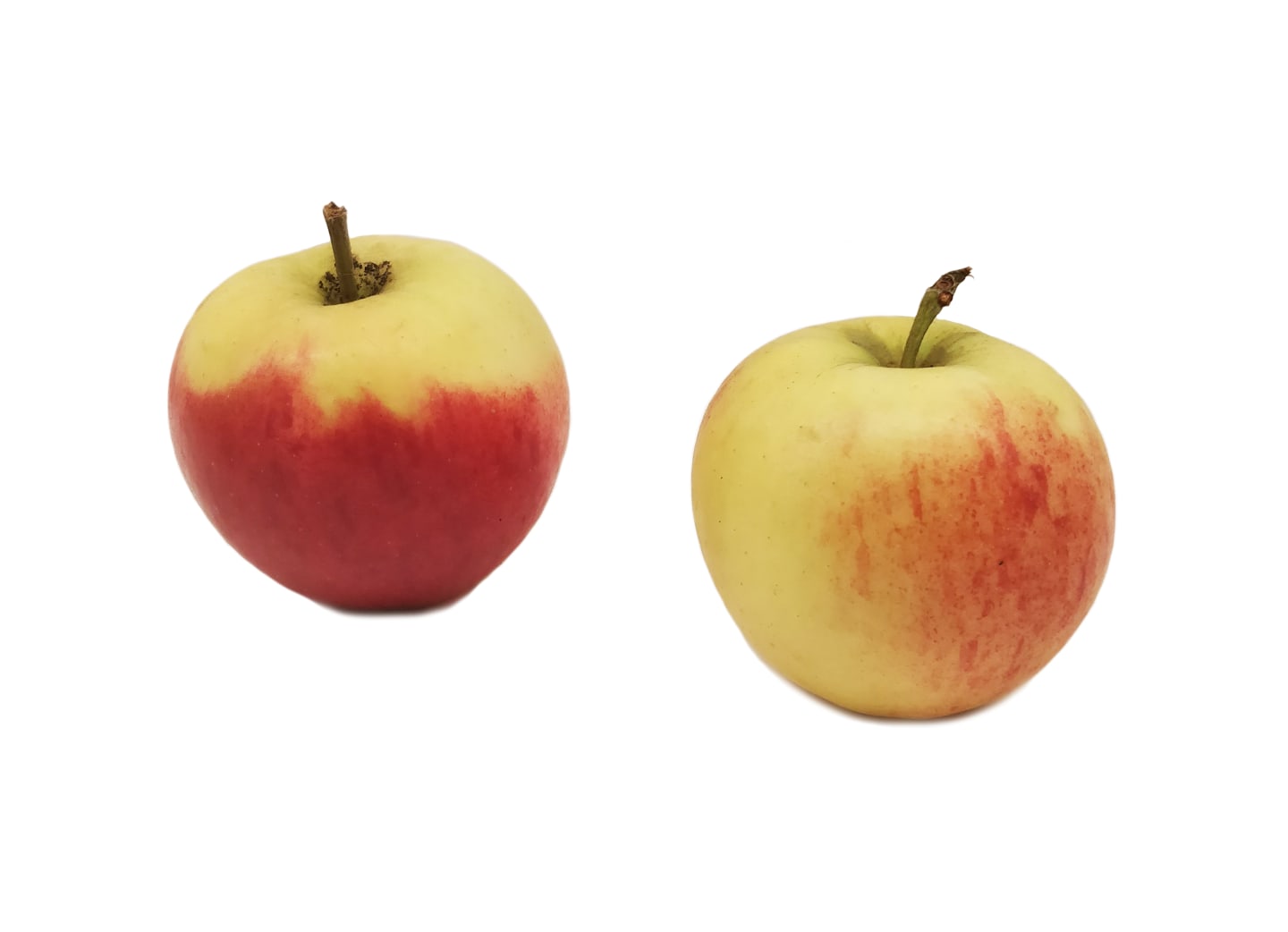 Äpple Elstar ca11kg SE