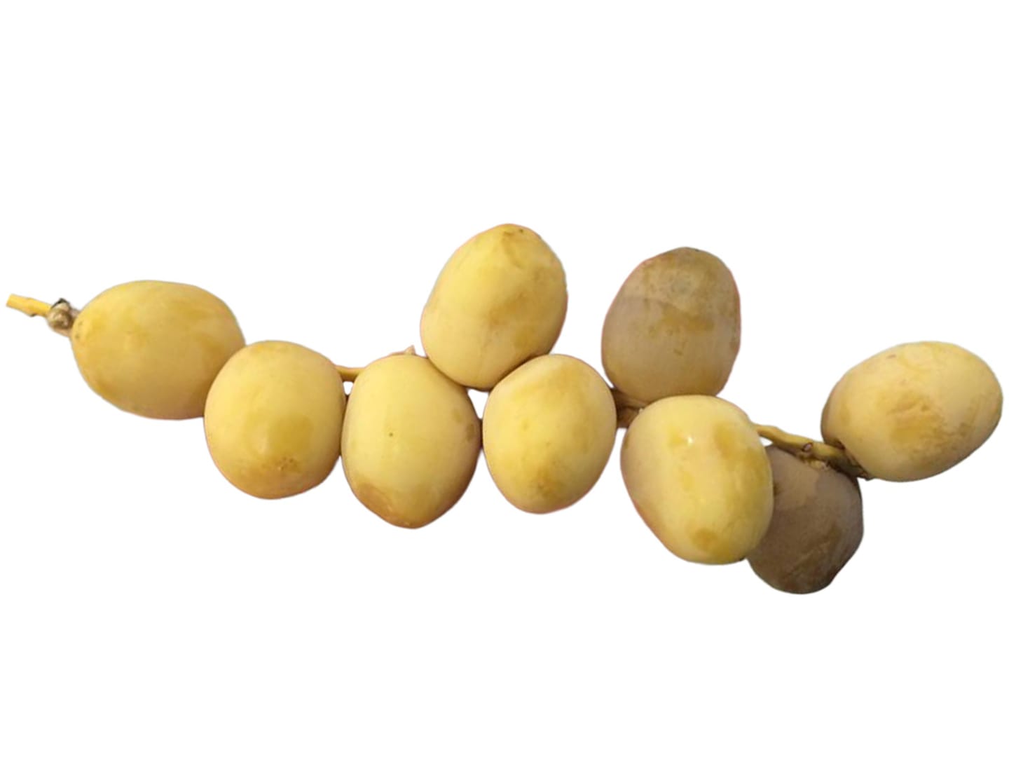 Dadlar gula färska på kvist 4,5kg