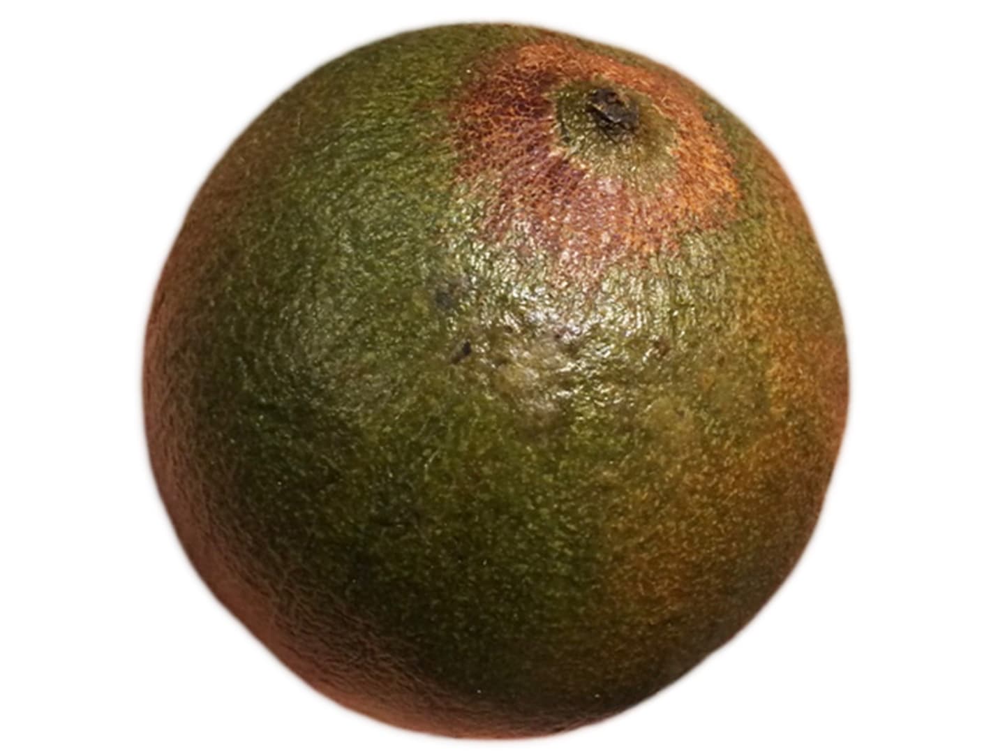 Lucuma 1,5kg