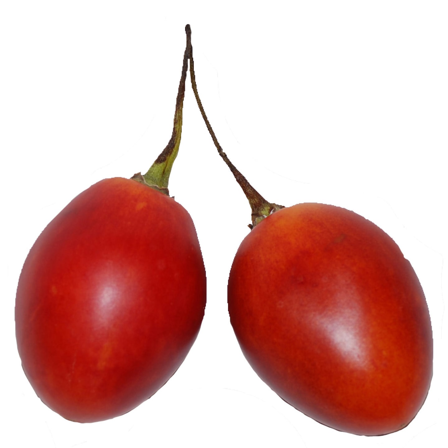 Tamarillo röd 24st