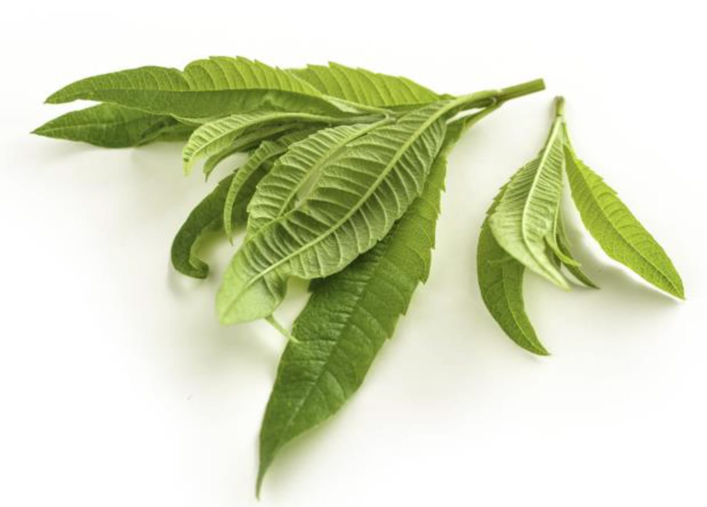 Citronverbena 50g