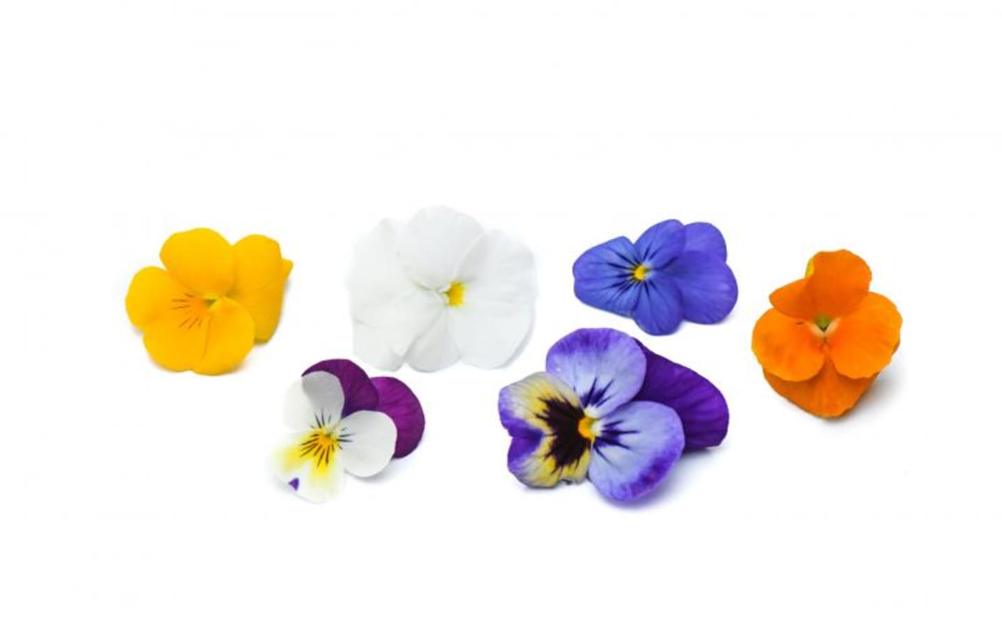 Violblomma ätlig 50g