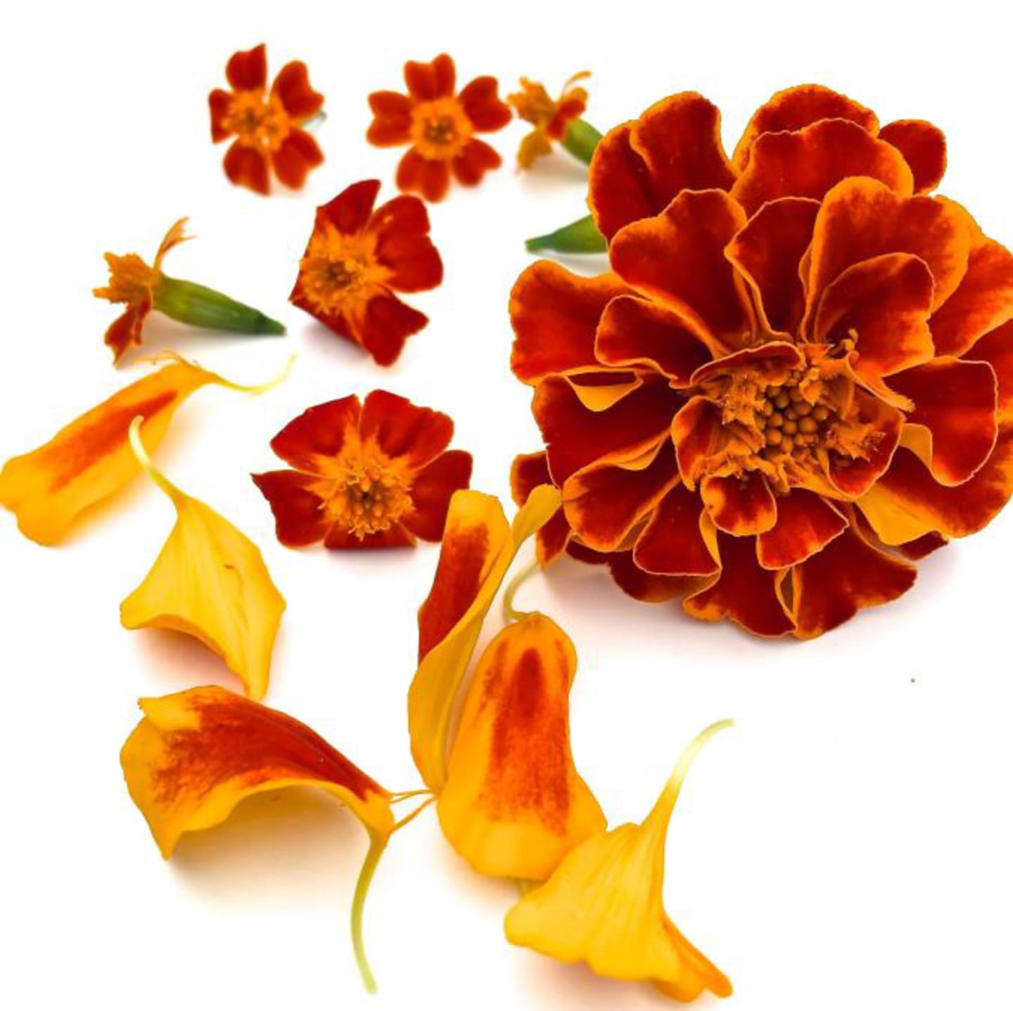 Tagetesblomma ätlig 10g