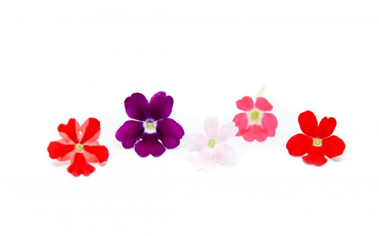 Verbenablomma ätlig 10g