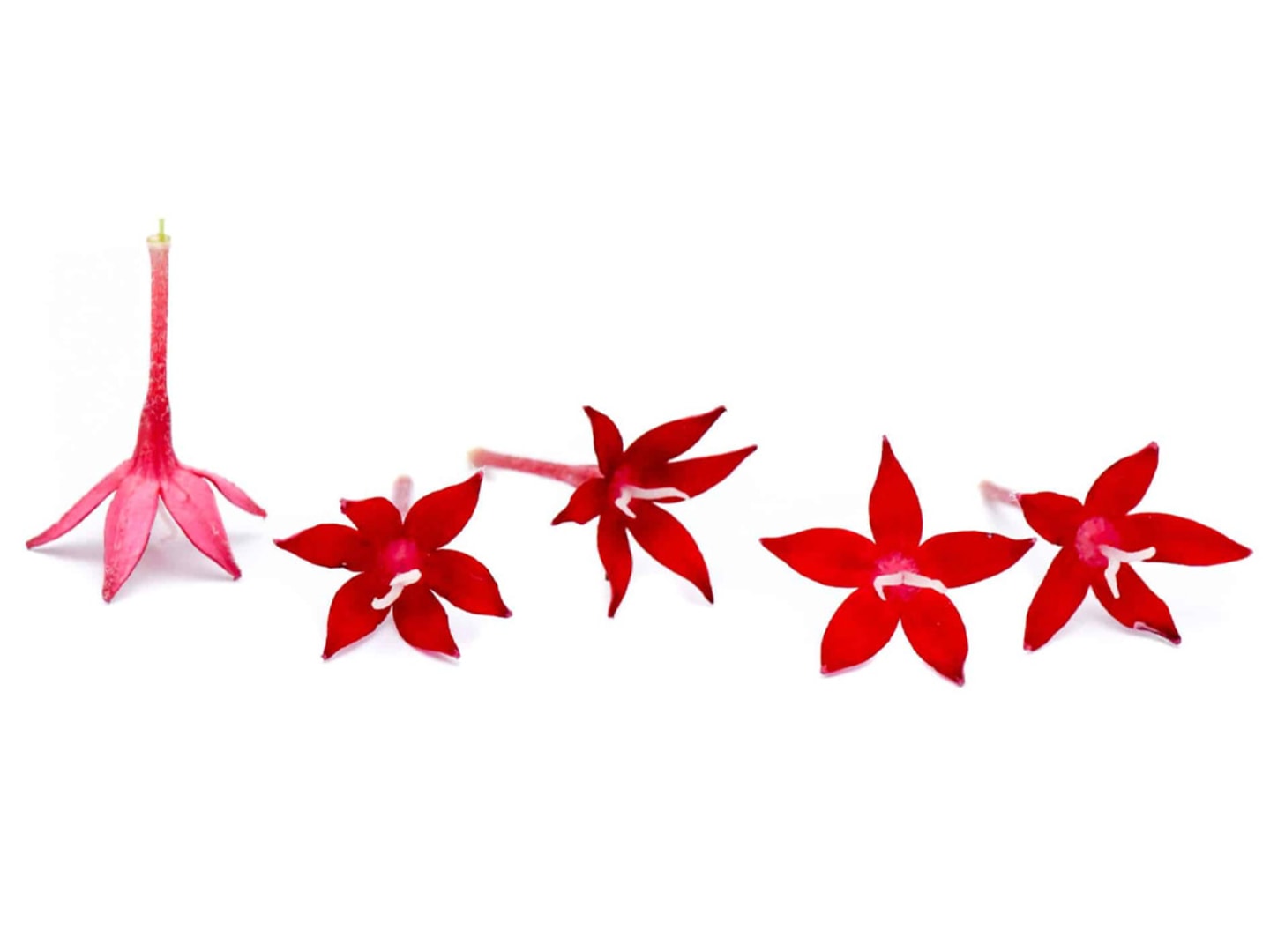 Blomma Femudding ätlig 40g - Bild 1 av 1