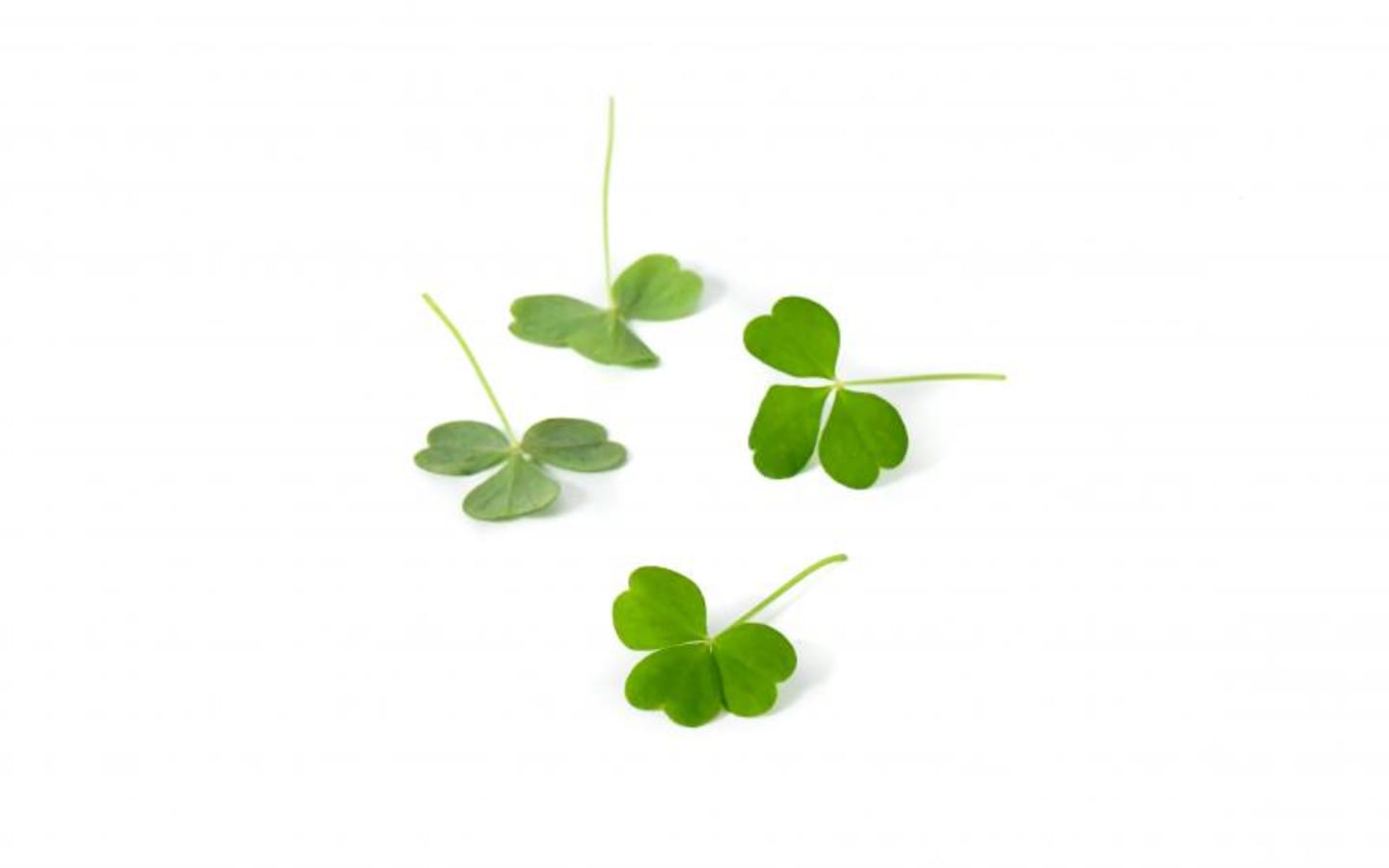 Oxalis grön mini 10g