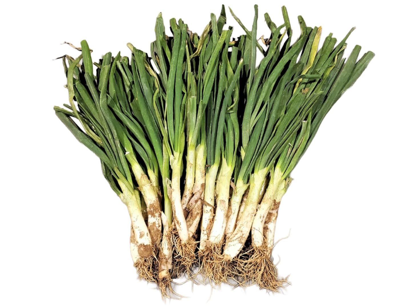 Purjolök Calcot 12kg