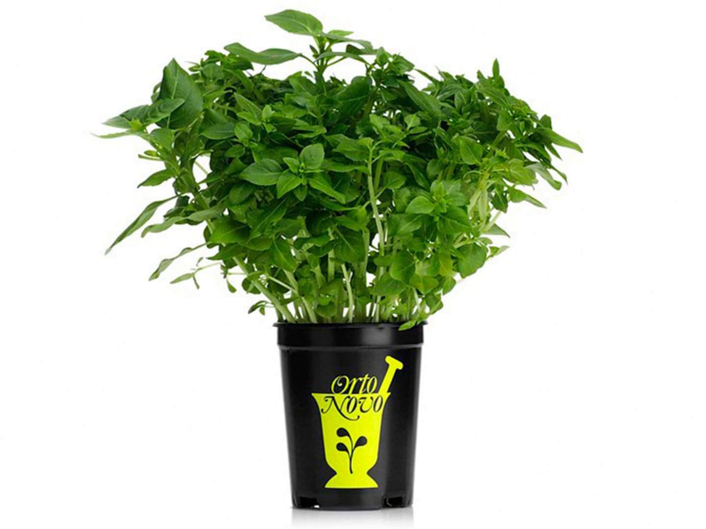 Basilika grekisk i kruka 6st