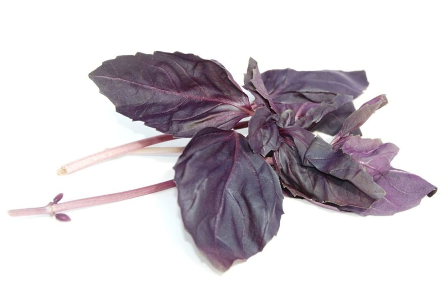 Basilika röd i kruka 6st