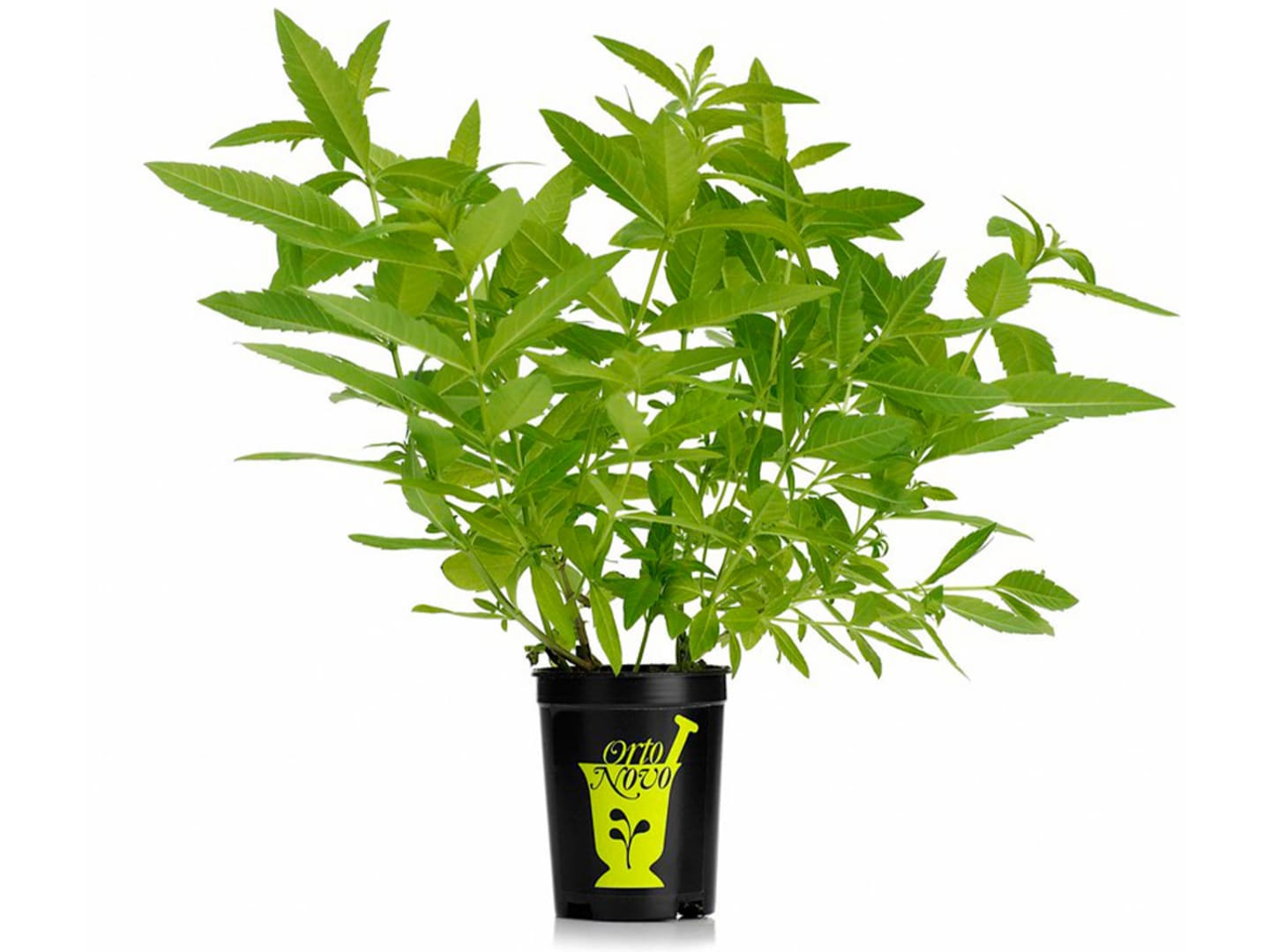 Citronverbena i kruka 6-8st