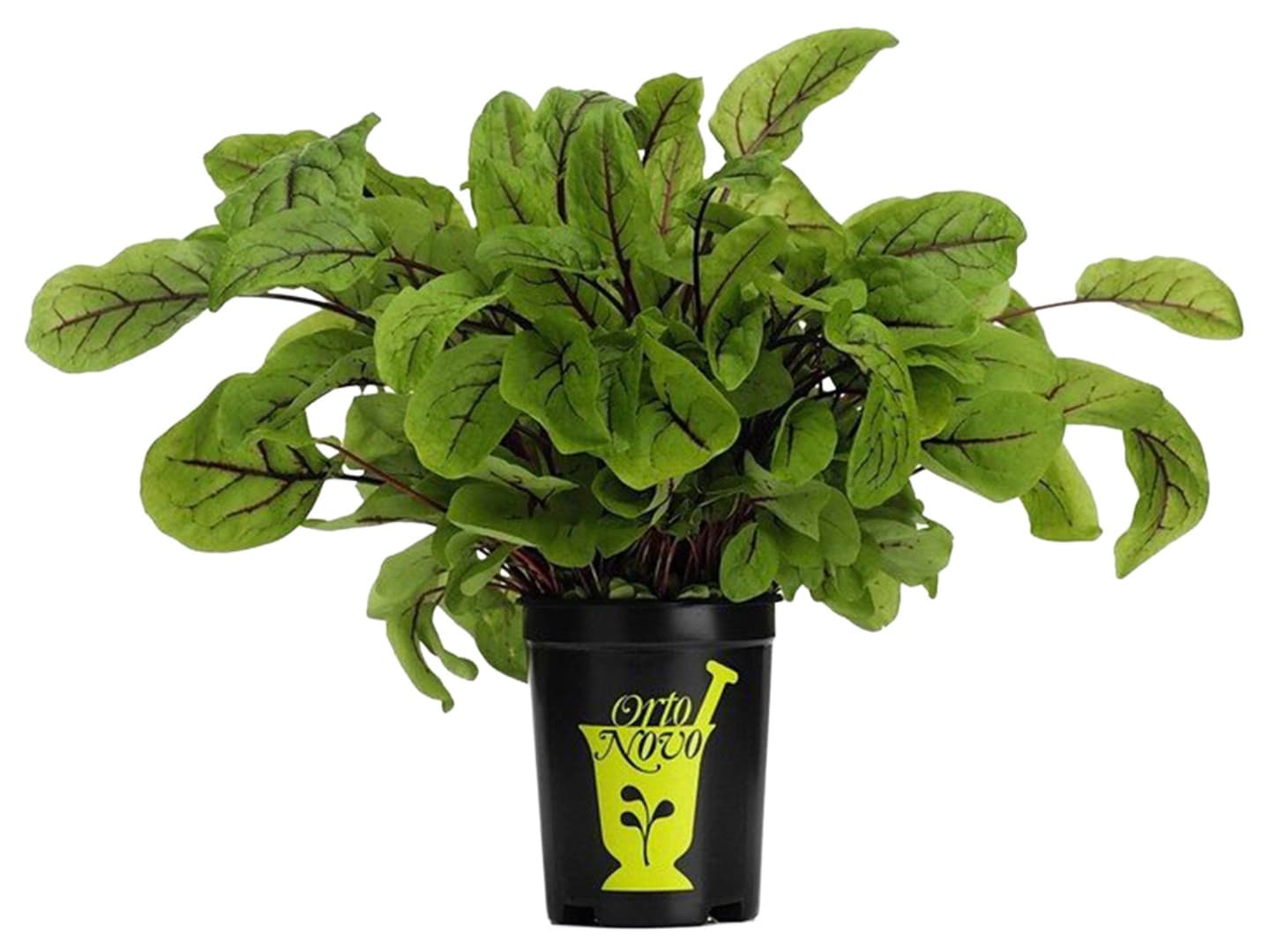 Ängssyra röd i kruka