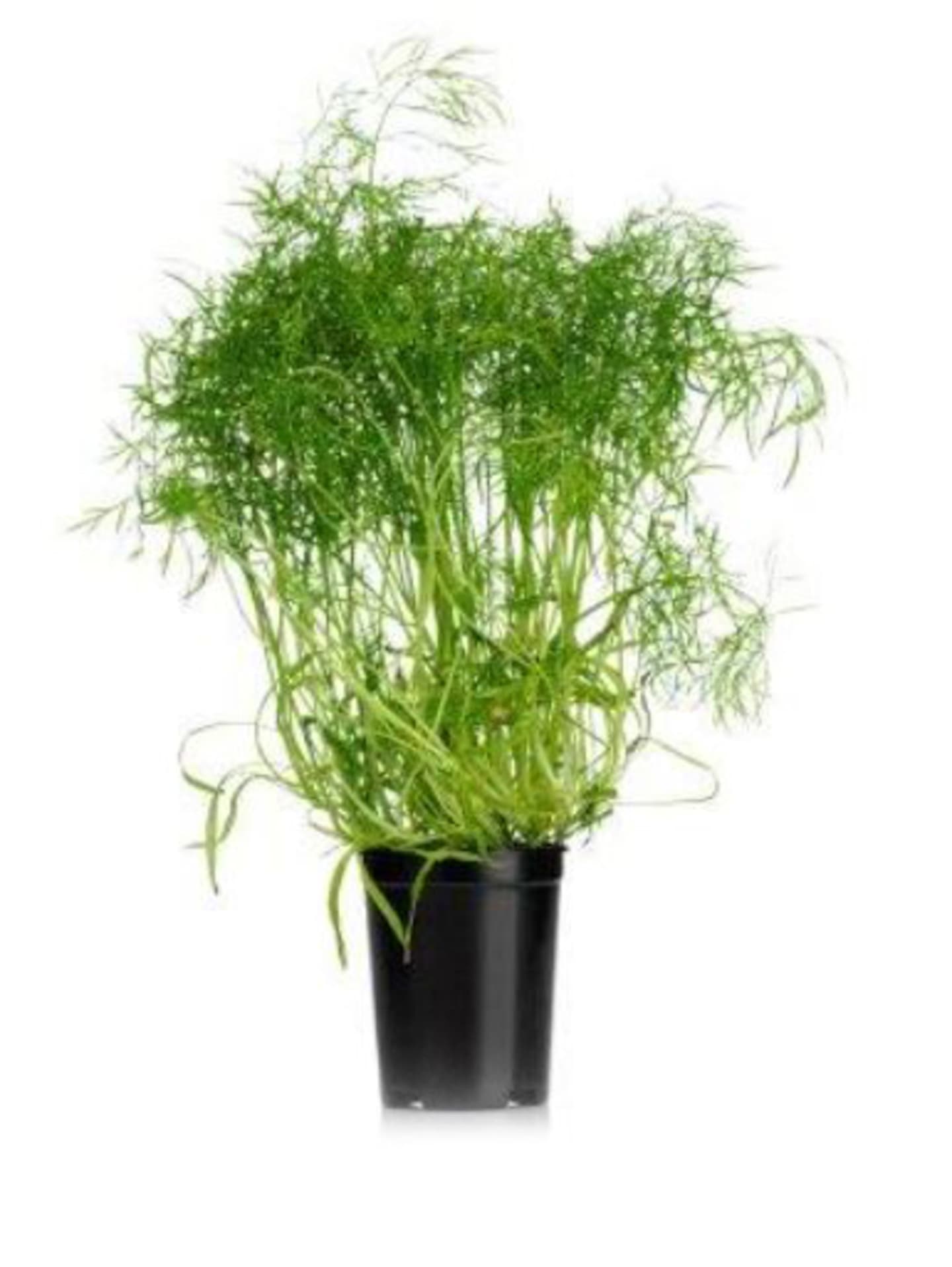 Fänkålsdill grön i kruka 6st