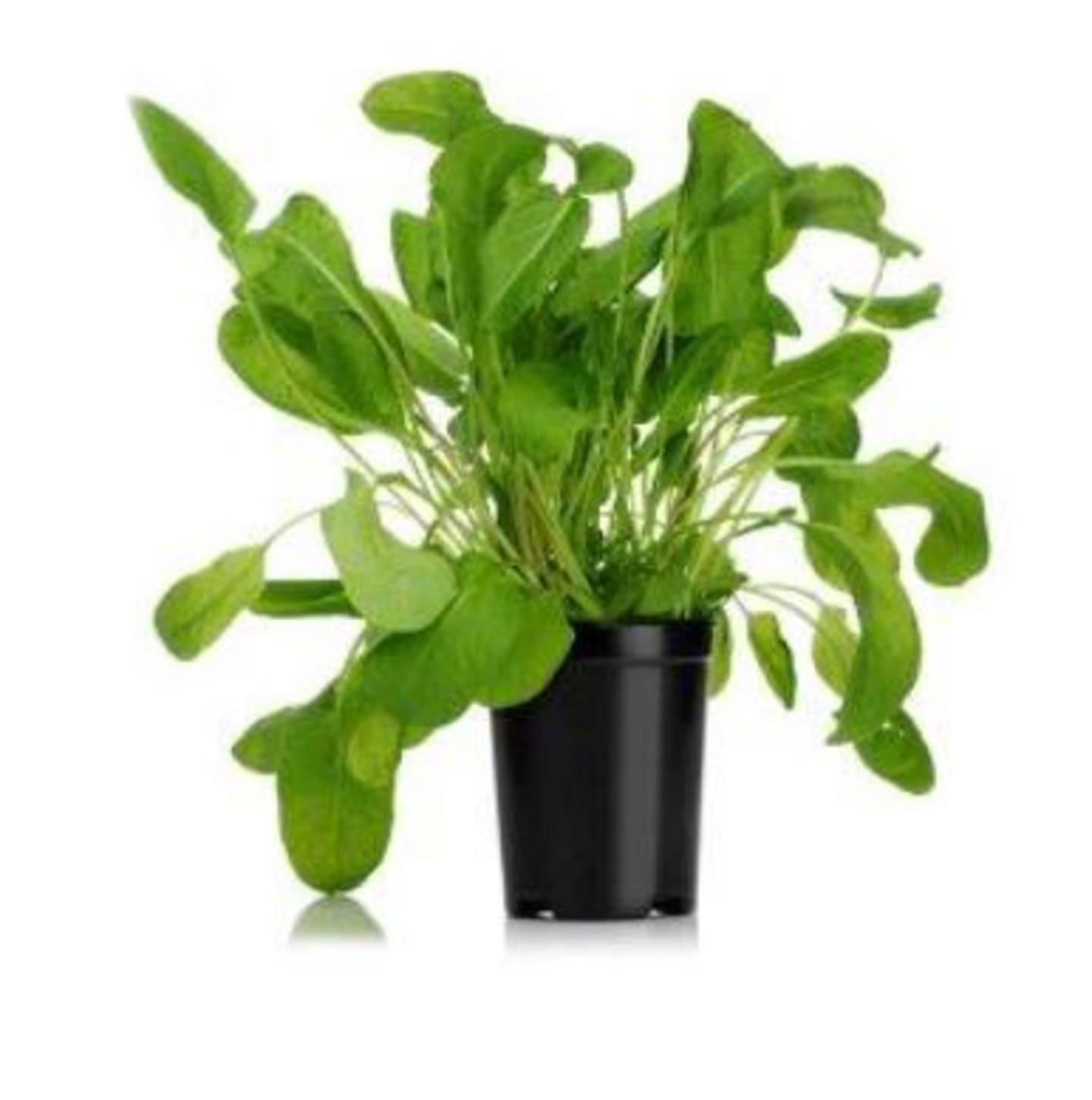 Ängsyra i kruka KRAV 6st