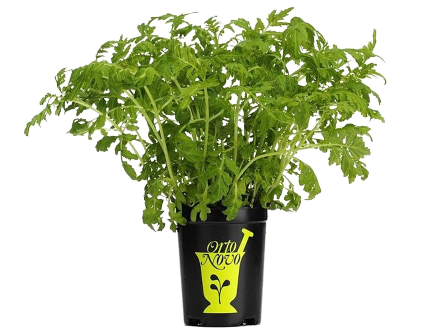 Tagetes i kruka 6st