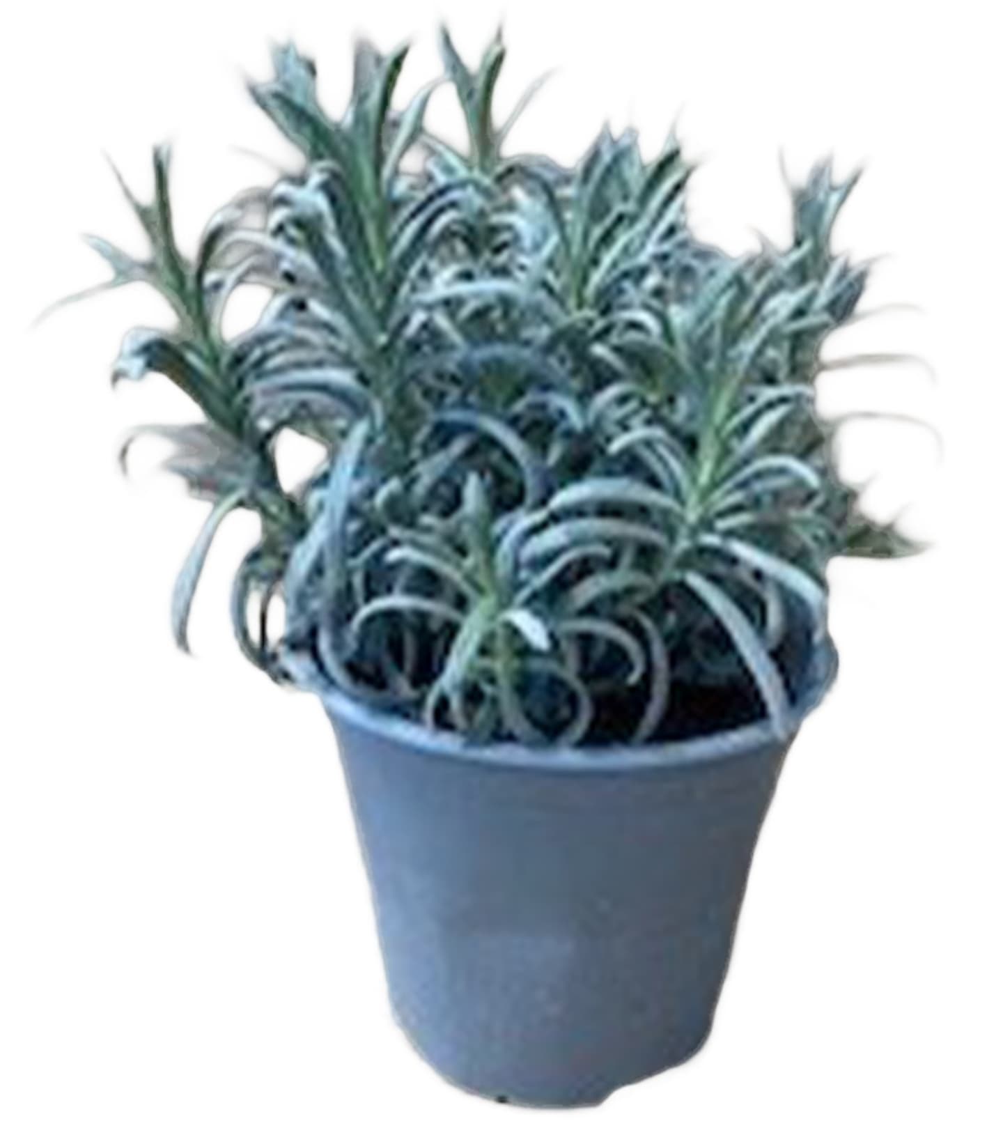 Lavendel Italy kruka 8st