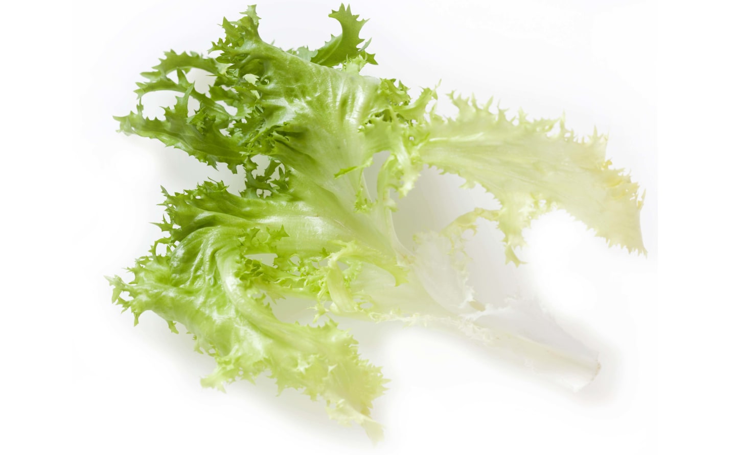 Frisse hela blad 2kg