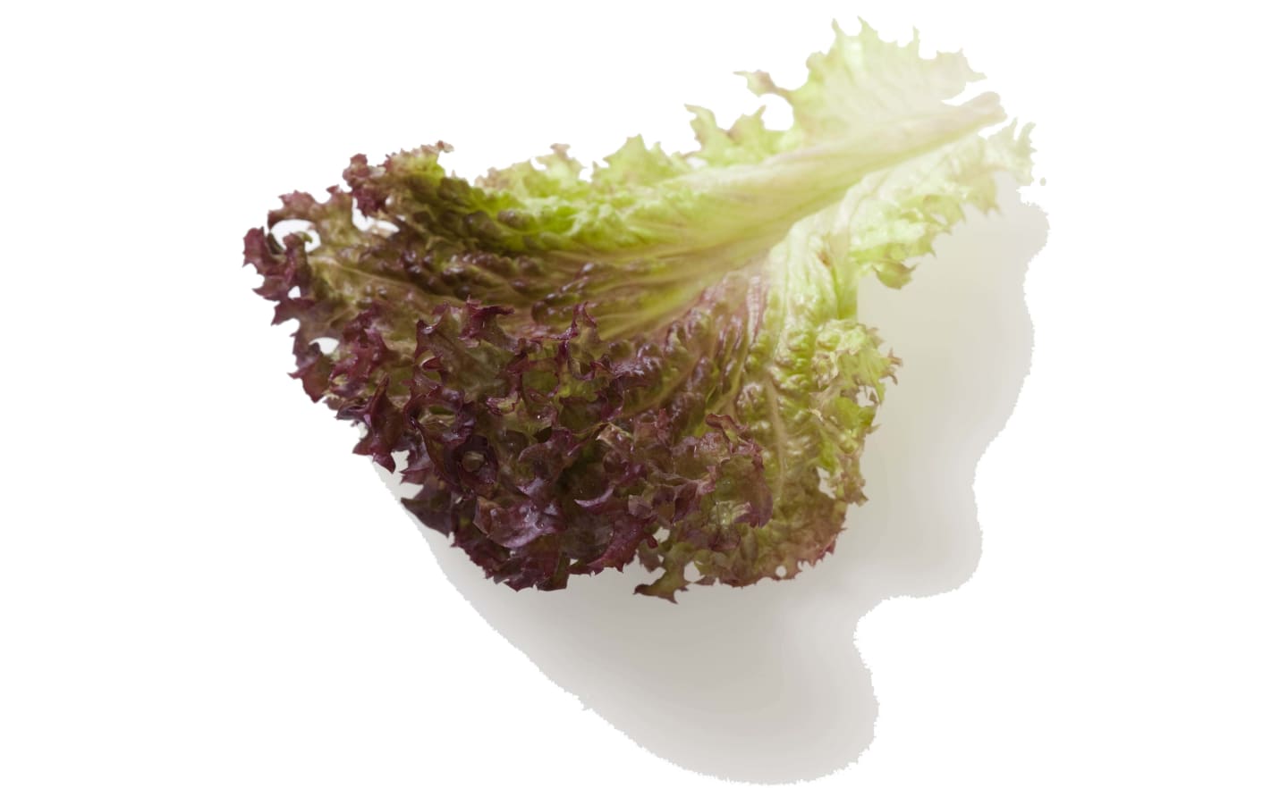 Lollo Rosso hela blad 2kg