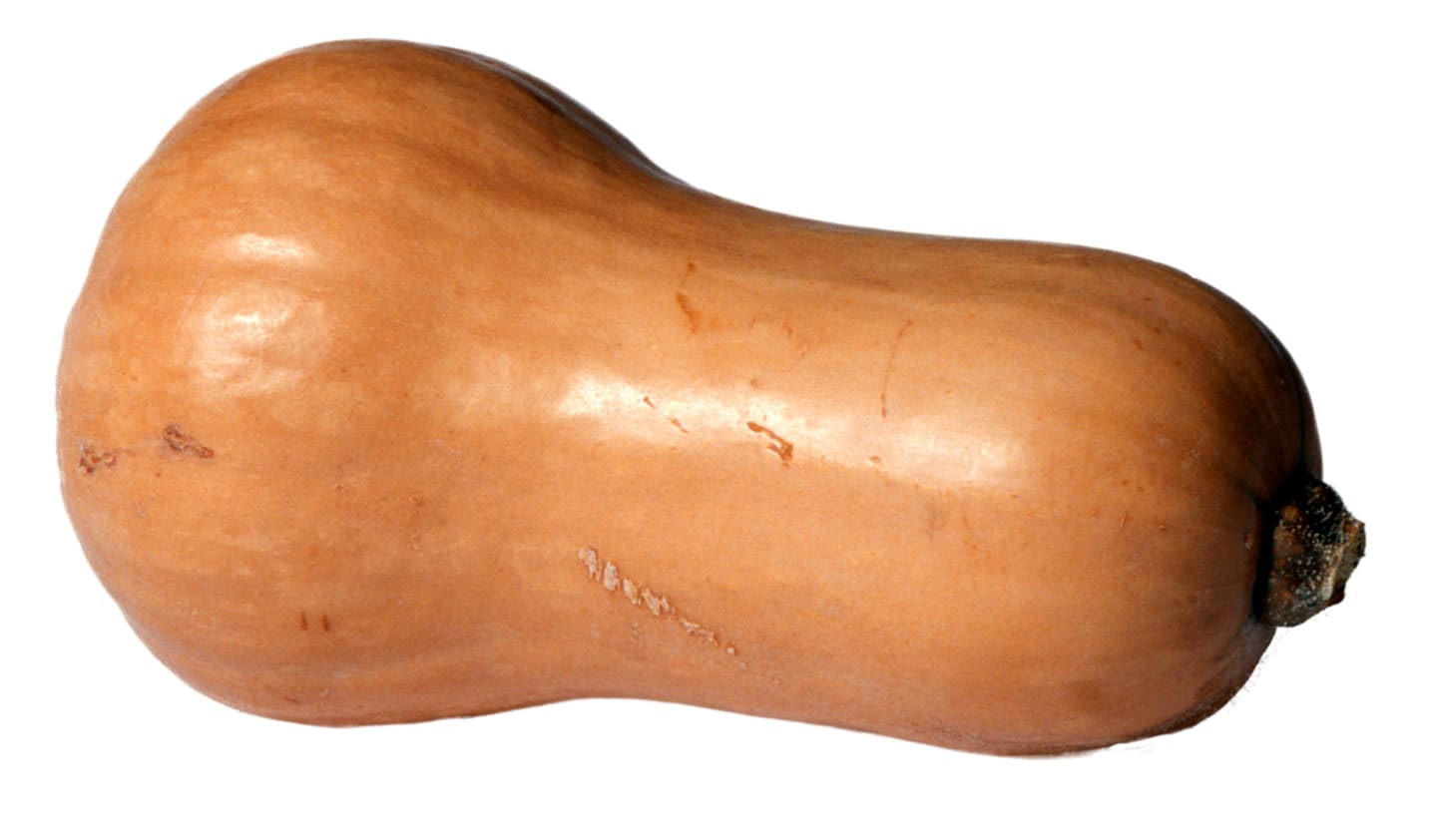 Butternutpumpa sköljda 10kg